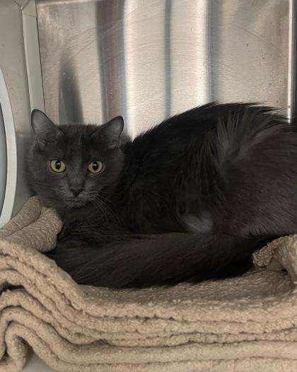 Minty, Adoptable, Adult Female Domestic Short Hair & Domestic Short Hair.