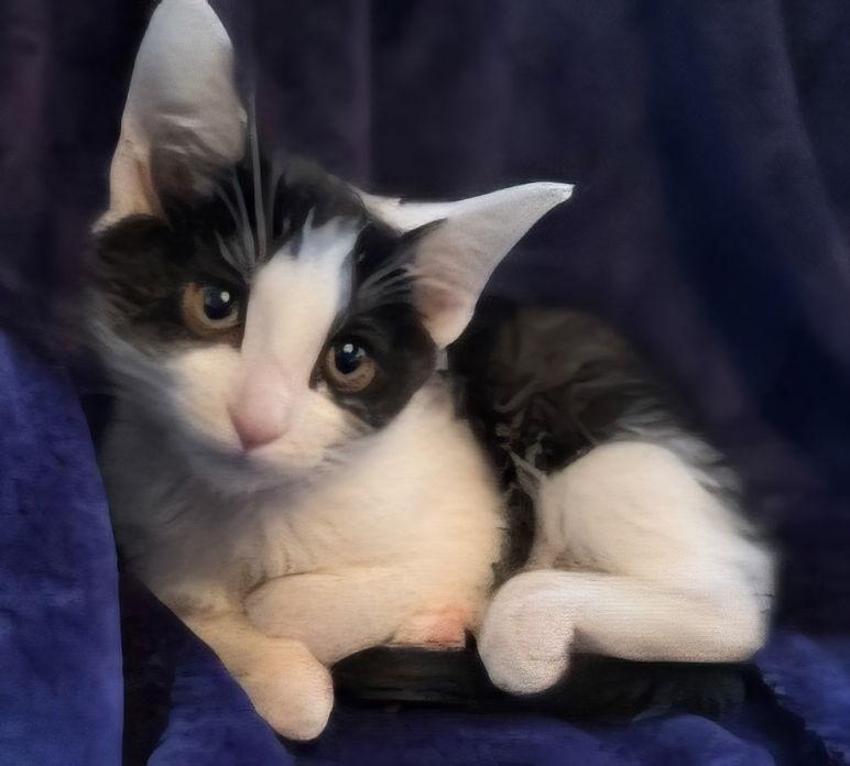 KITTEN BEATRICE, Adoptable, Kitten Female Domestic Short Hair.