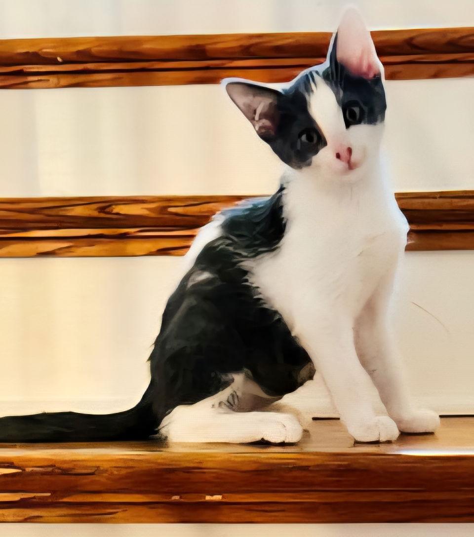 KITTEN BEATRICE, a Adoptable Domestic Short Hair in Franklin, TN image 3/3