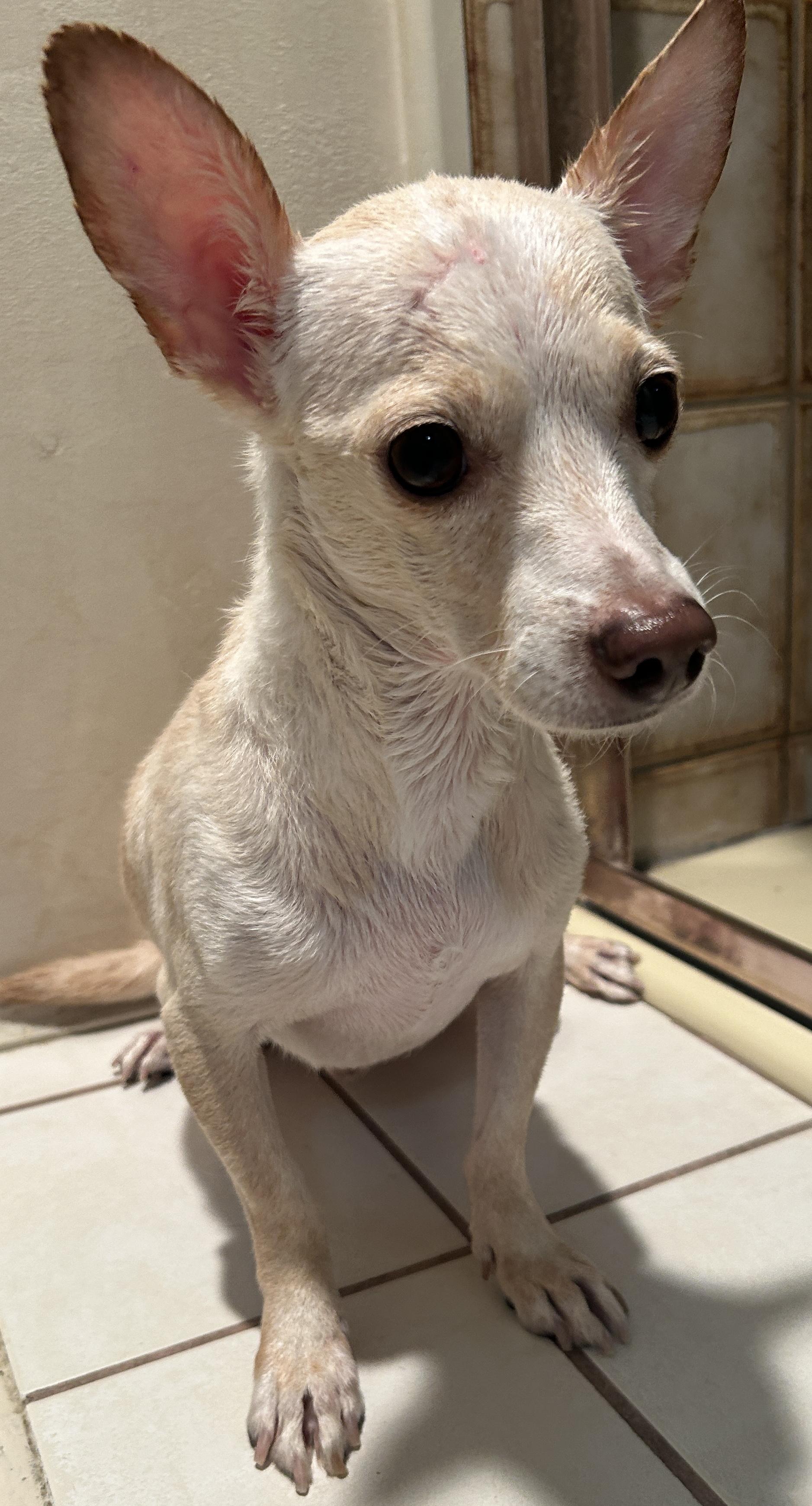 Enlarge TOM, a Adoptable mixed breed in El Cajon, CA image 5/6