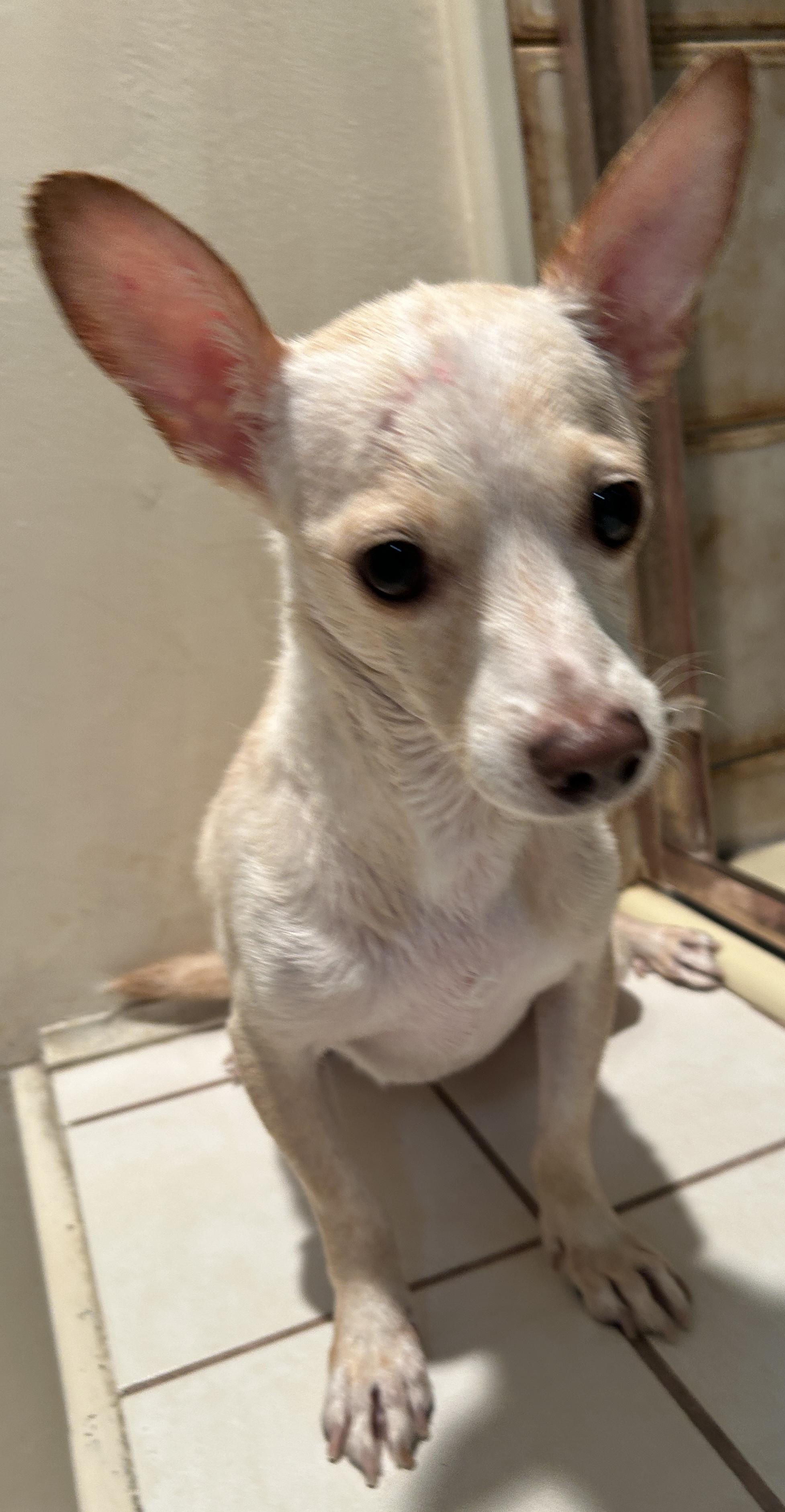 Enlarge TOM, a Adoptable mixed breed in El Cajon, CA image 6/6