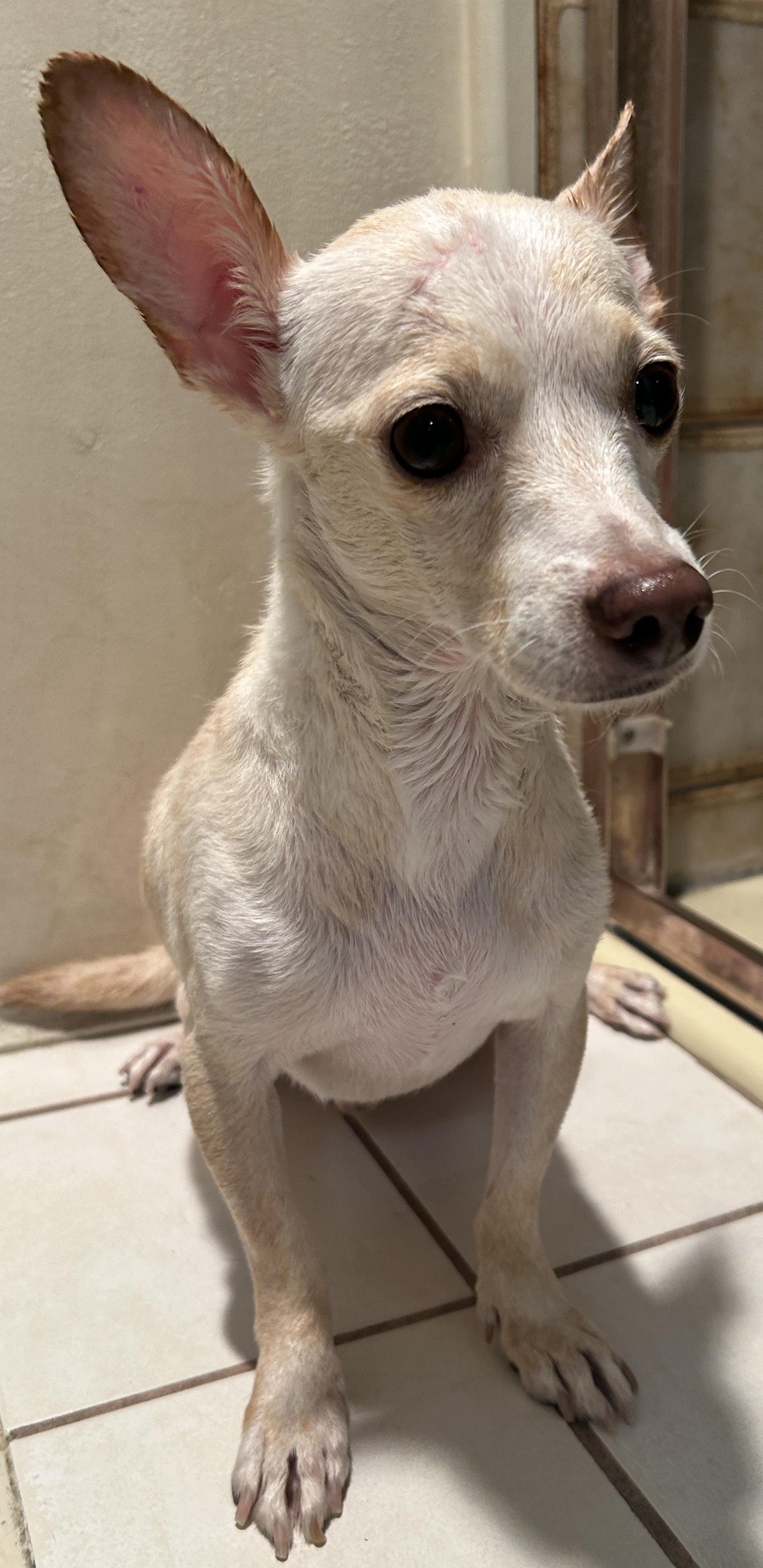 Enlarge TOM, a Adoptable mixed breed in El Cajon, CA image 3/6