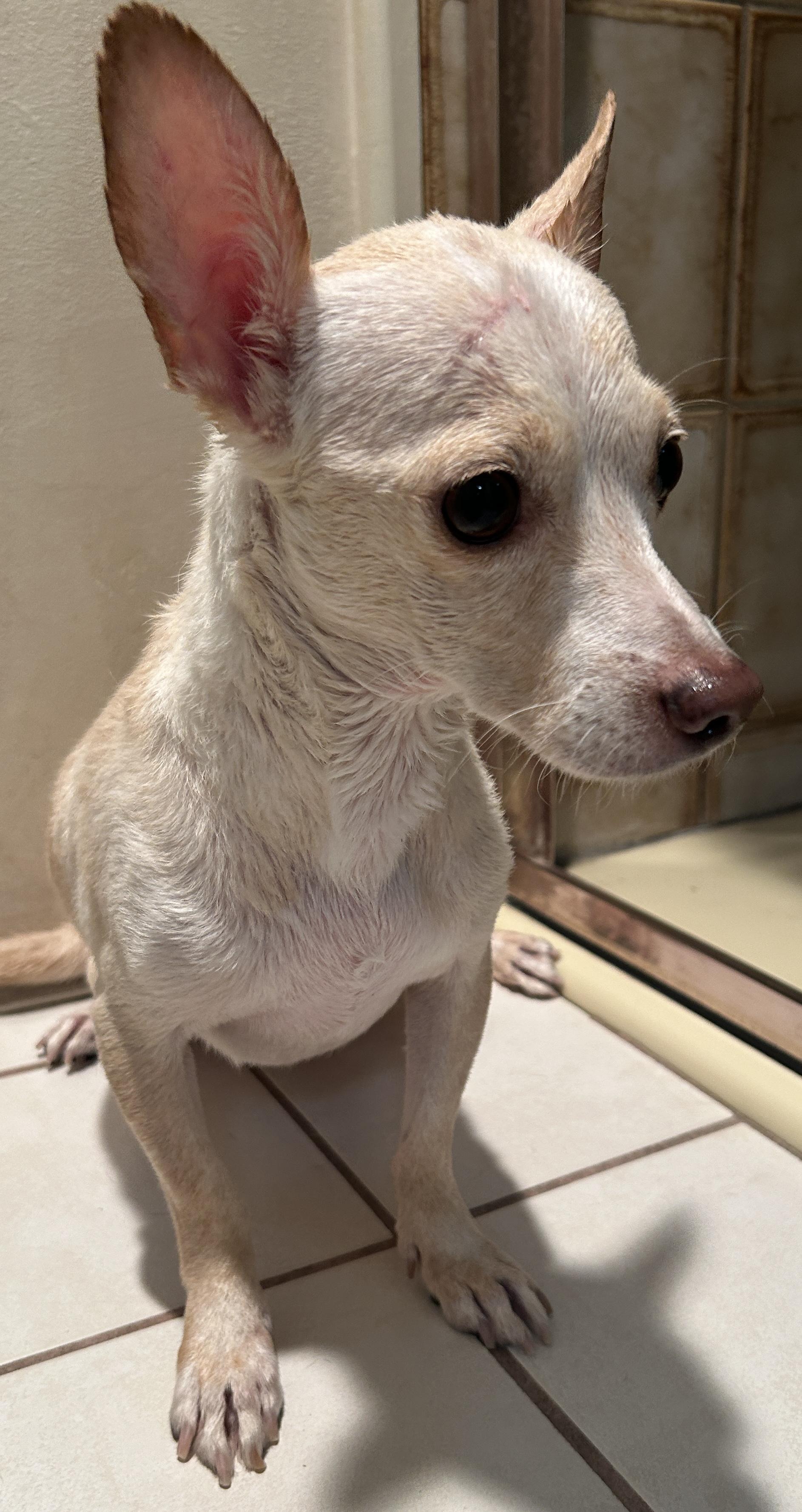 Enlarge TOM, a Adoptable mixed breed in El Cajon, CA image 2/6