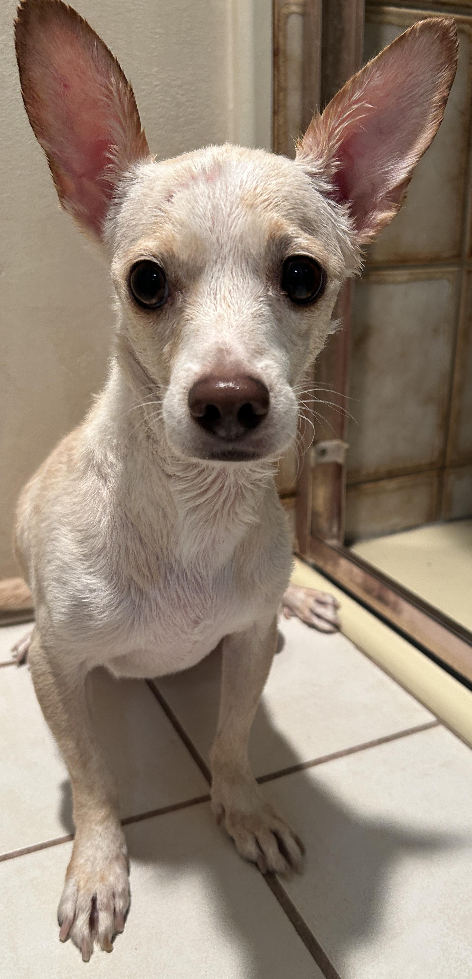 Enlarge TOM, a Adoptable mixed breed in El Cajon, CA image 1/6