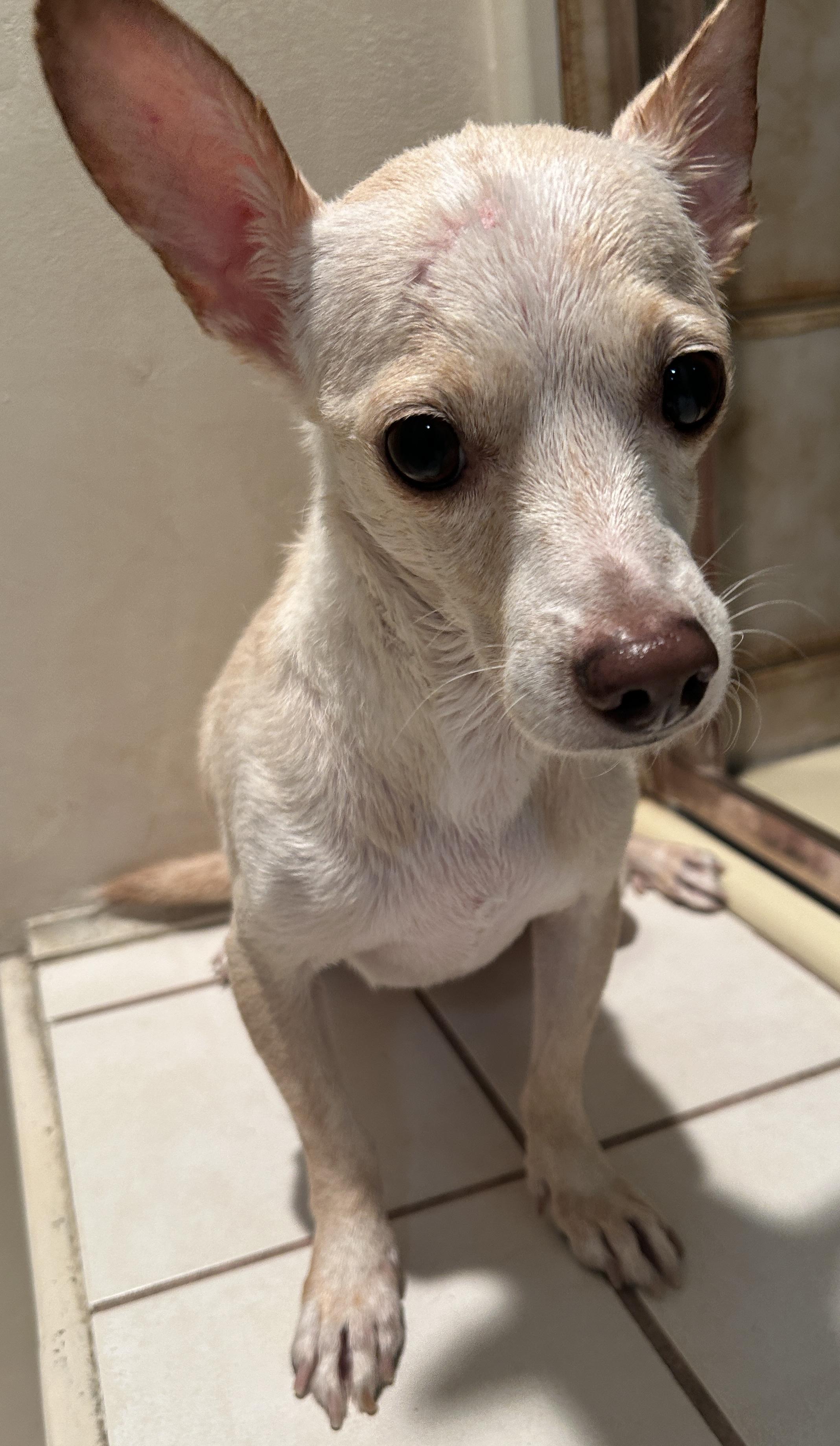 Enlarge TOM, a Adoptable mixed breed in El Cajon, CA image 4/6