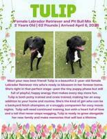 Tulip, an adopted mixed breed in Denton, TX image 3/3