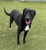 Tulip, adopted, Adult Female Labrador Retriever.