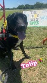 Tulip, an adopted mixed breed in Denton, TX image 2/3