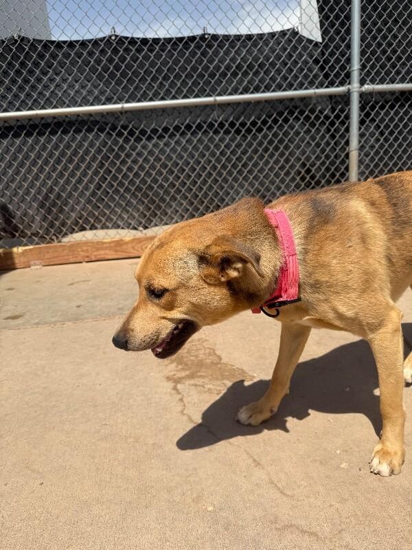 Peter, a Adoptable Mixed Breed in Hobbs, NM image 2/6