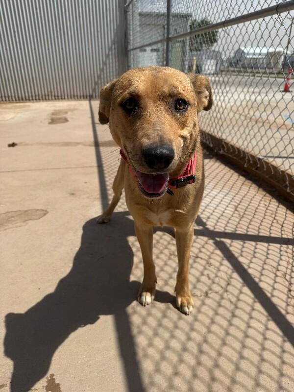 Peter, a Adoptable Mixed Breed in Hobbs, NM image 3/6
