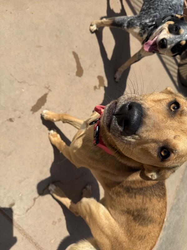 Peter, a Adoptable Mixed Breed in Hobbs, NM image 4/6