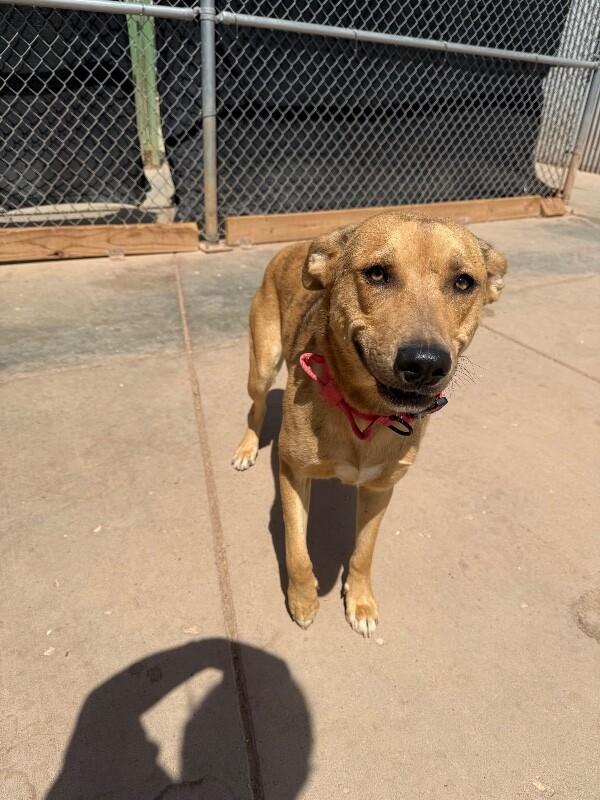 Peter, a Adoptable Mixed Breed in Hobbs, NM image 5/6