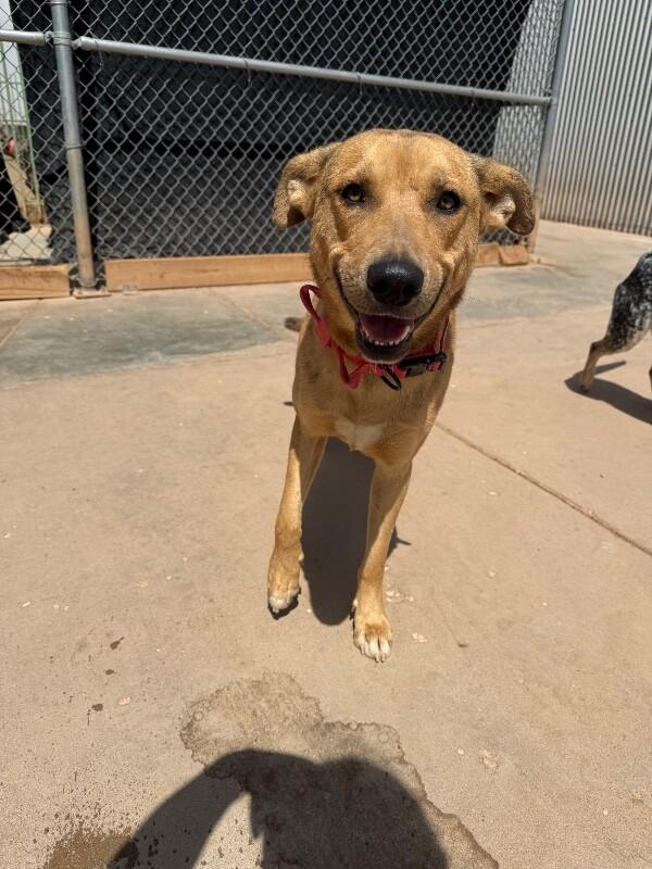 Peter, a Adoptable Mixed Breed in Hobbs, NM image 6/6