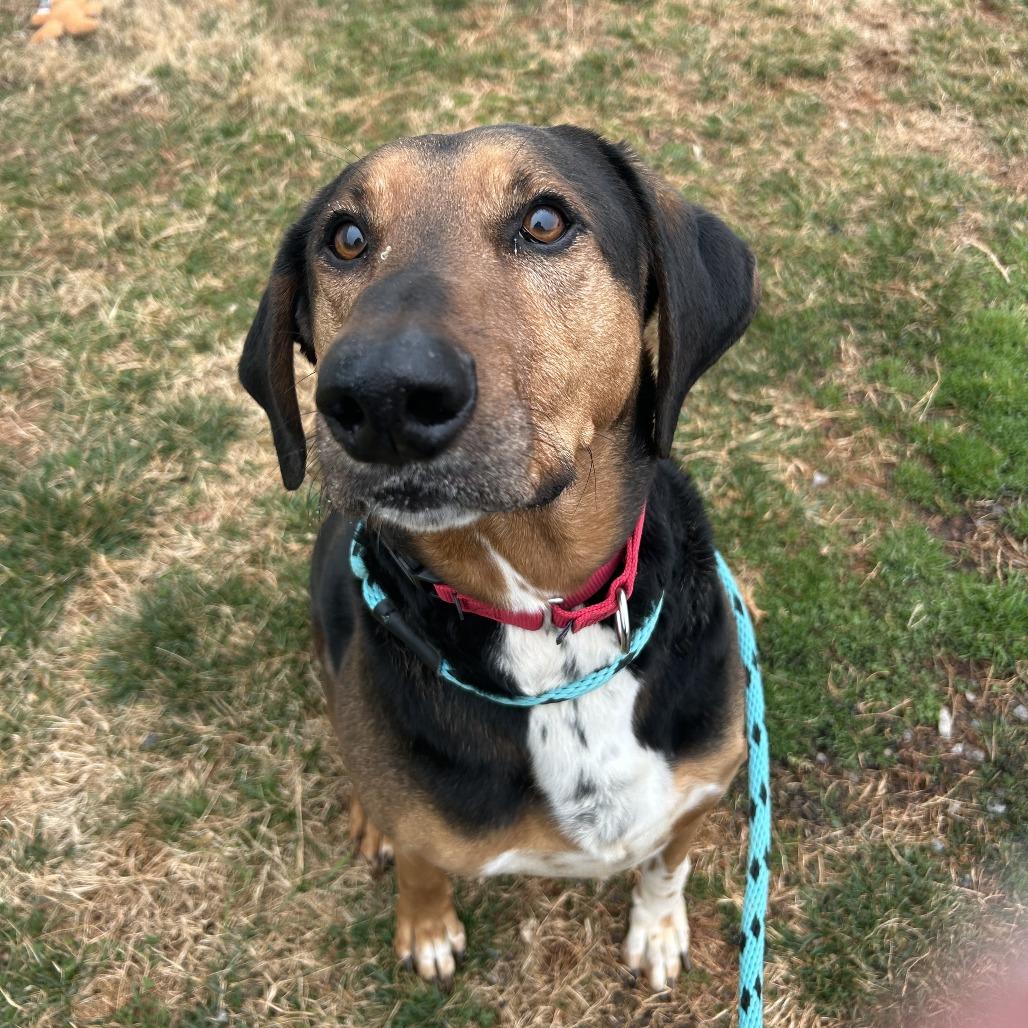 Ace, Adoptable, Senior Male Hound.