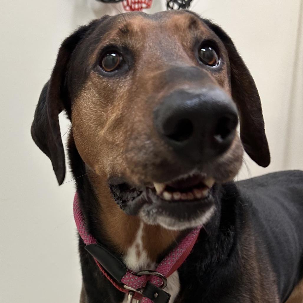 Ace, a Adoptable Hound in Roanoke, VA image 2/6