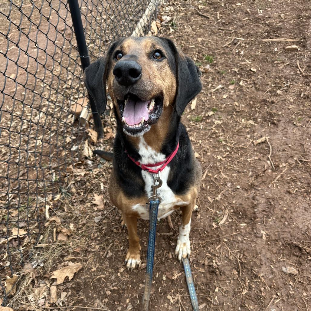 Ace, a Adoptable Hound in Roanoke, VA image 3/6