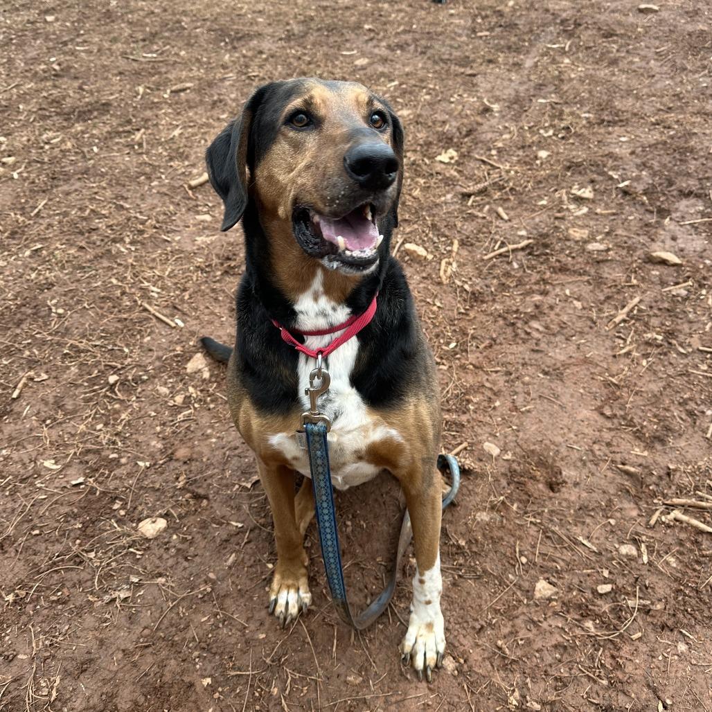 Ace, a Adoptable Hound in Roanoke, VA image 4/6