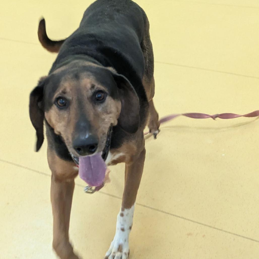 Ace, a Adoptable Hound in Roanoke, VA image 5/6