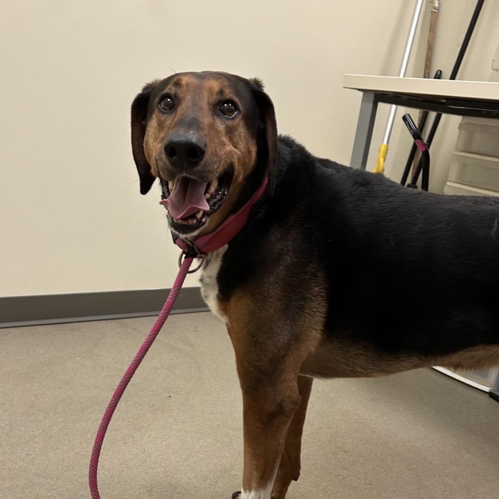 Ace, a Adoptable Hound in Roanoke, VA image 6/6
