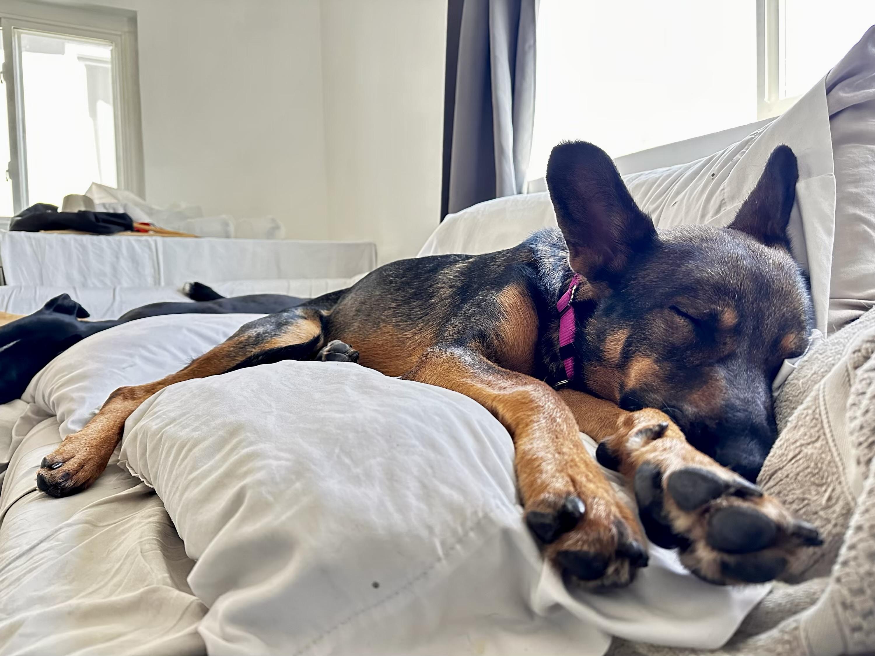 Enlarge Bailey, a Adoptable mixed breed in Los Angeles, CA image 5/6