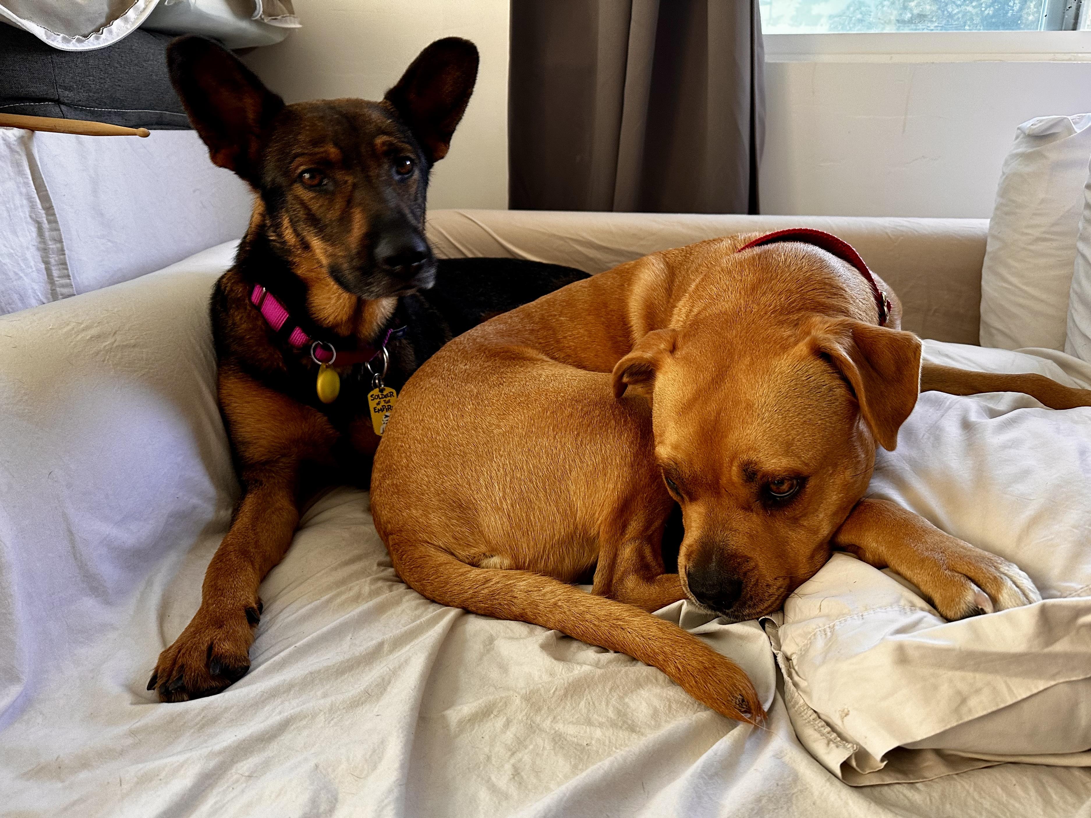 Enlarge Bailey, a Adoptable mixed breed in Los Angeles, CA image 2/6
