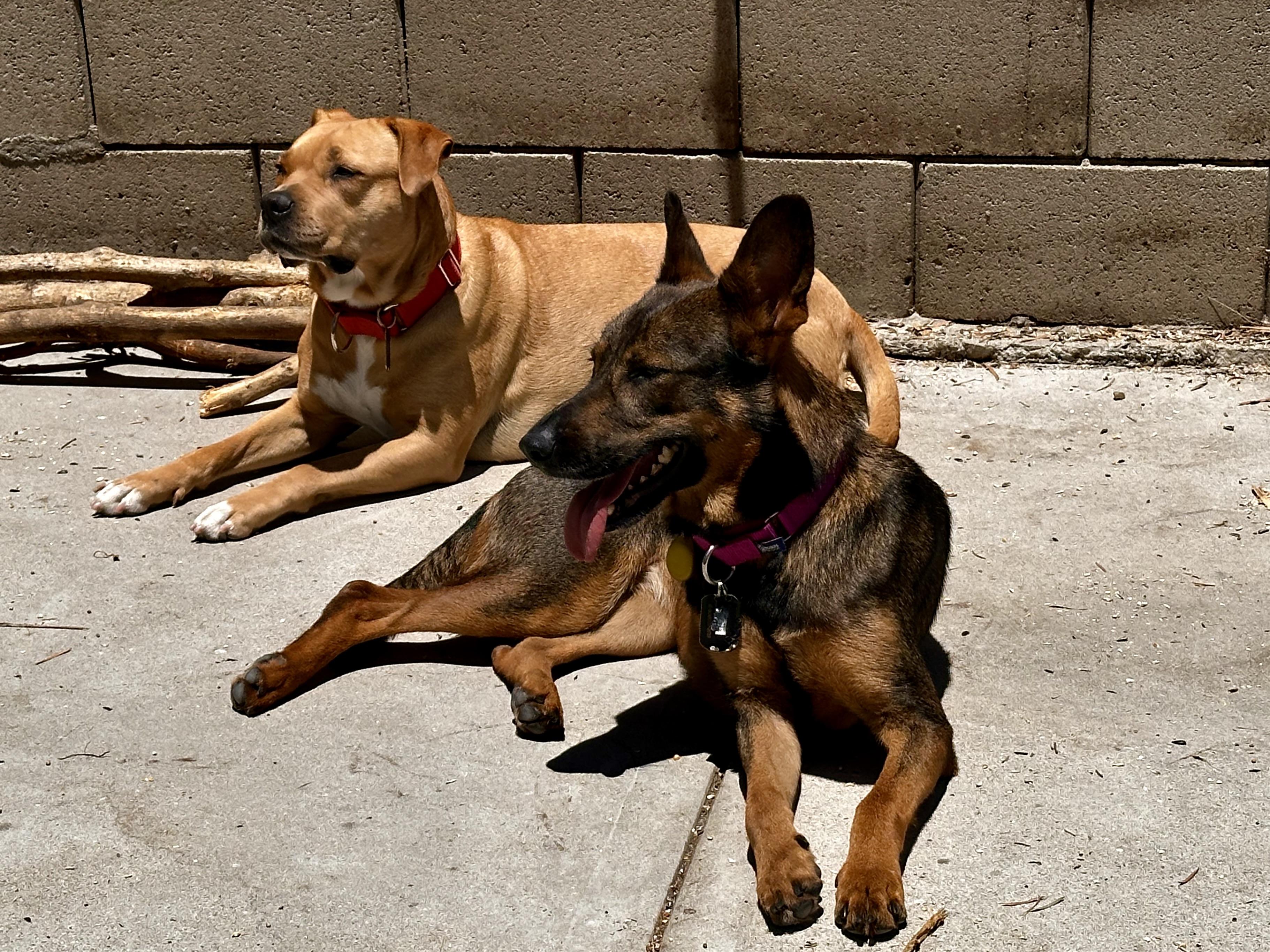 Enlarge Bailey, a Adoptable mixed breed in Los Angeles, CA image 4/6