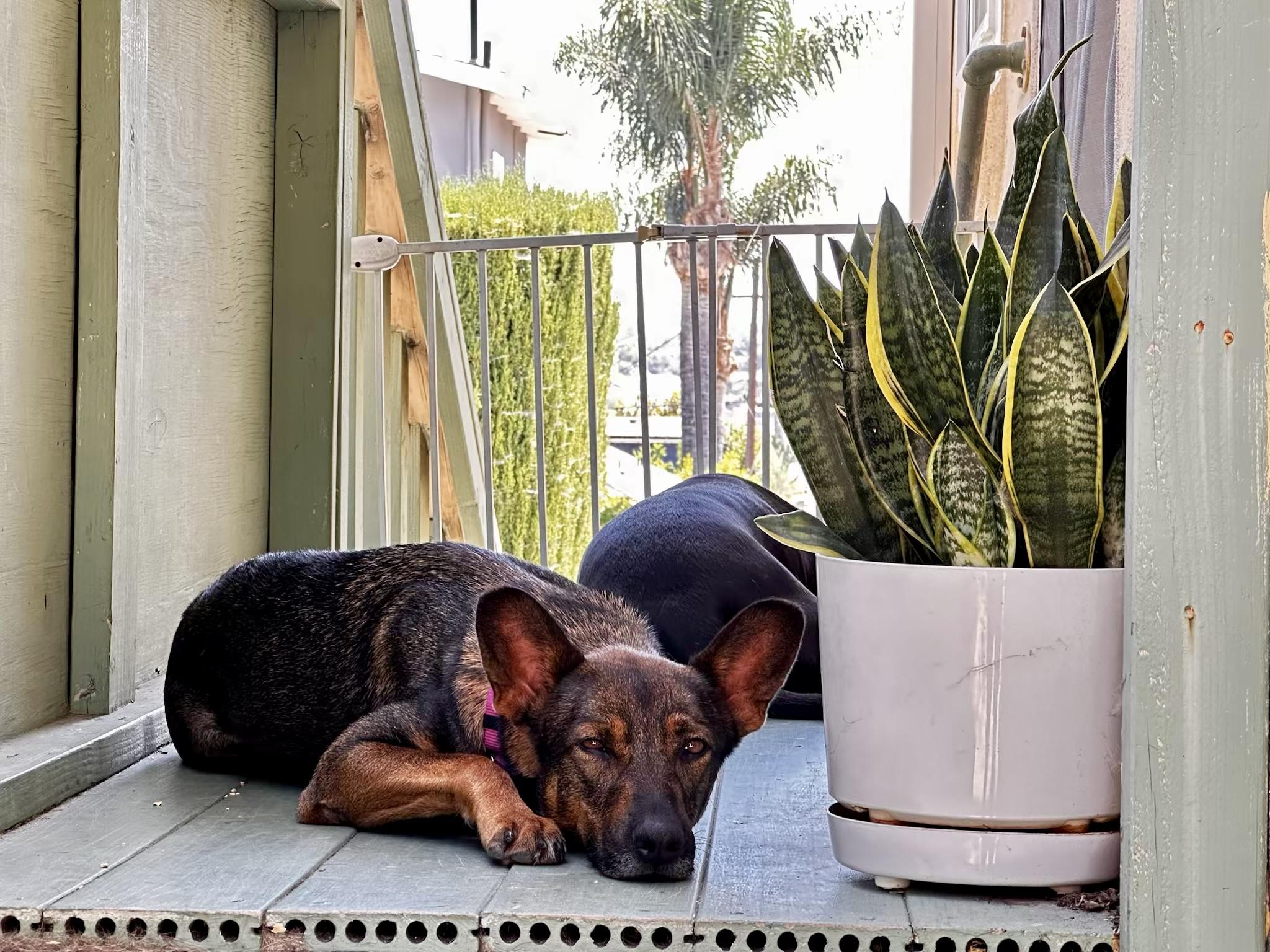 Enlarge Bailey, a Adoptable mixed breed in Los Angeles, CA image 3/6