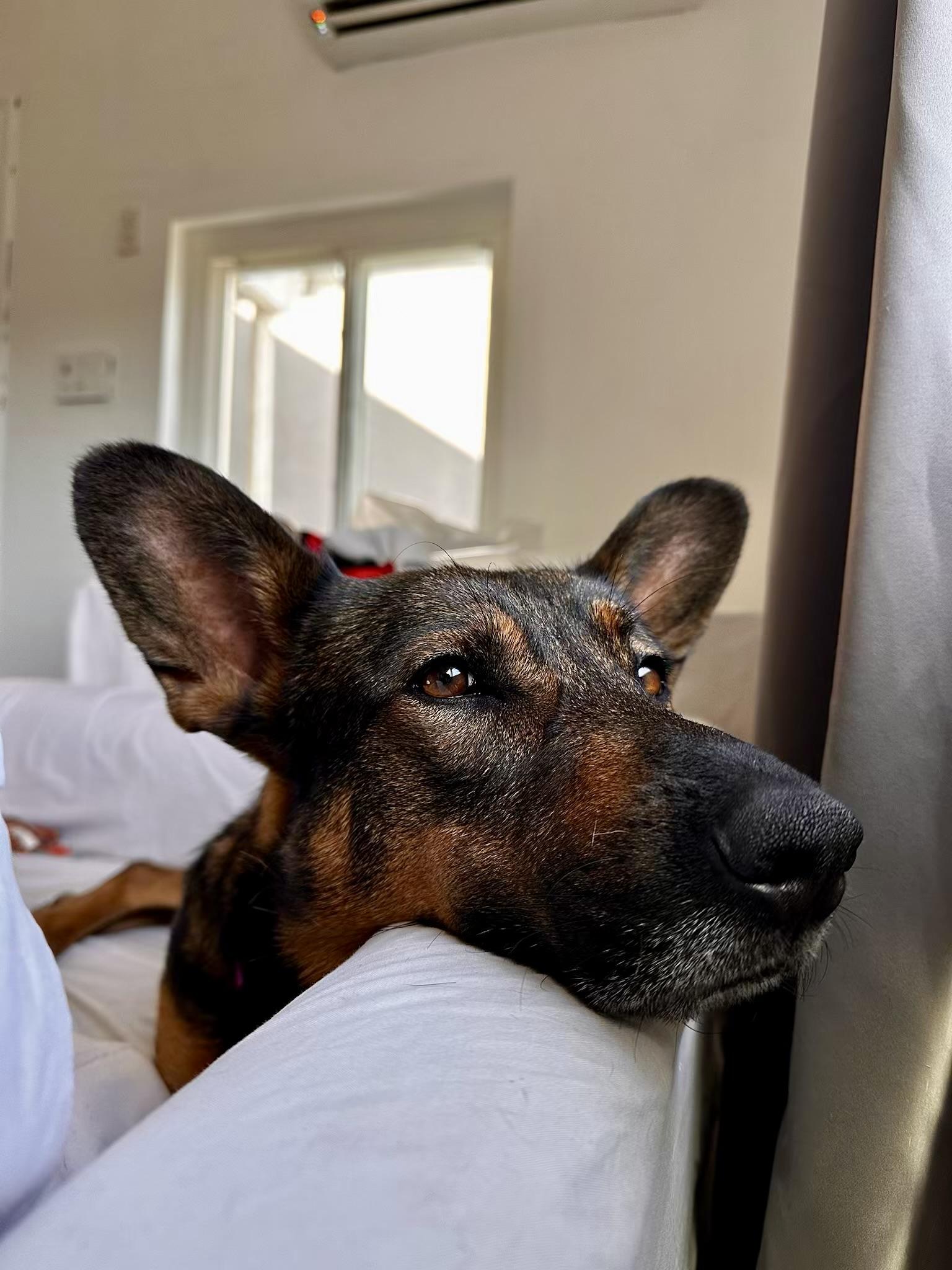 Bailey, Adoptable, Adult Female German Shepherd Dog.