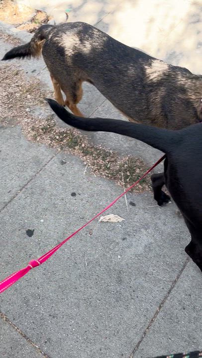 Enlarge Bailey, a Adoptable mixed breed in Los Angeles, CA video 6/6
