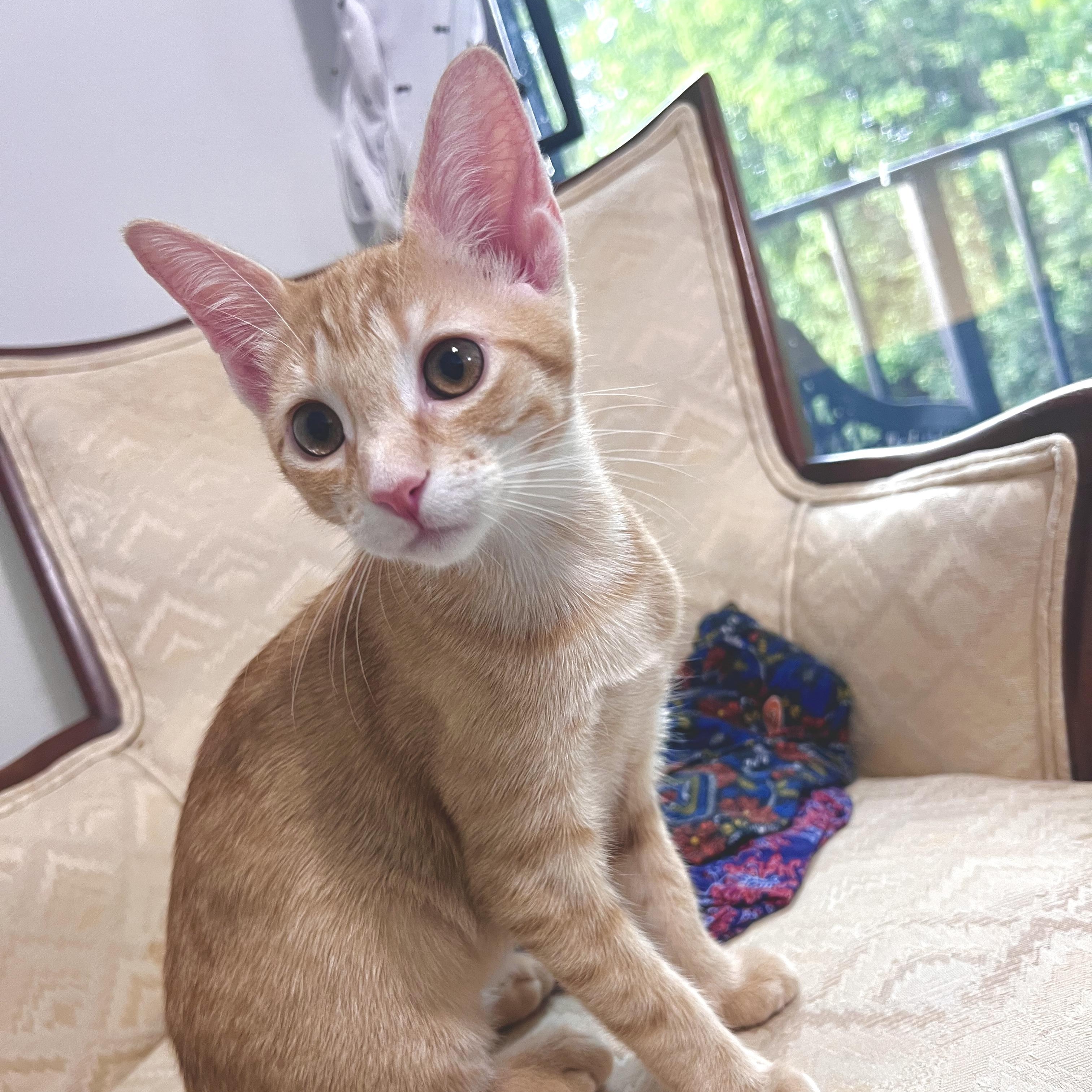 Enlarge Sweet Lychee, a Adoptable Tabby in Boca Raton, FL image 3/5