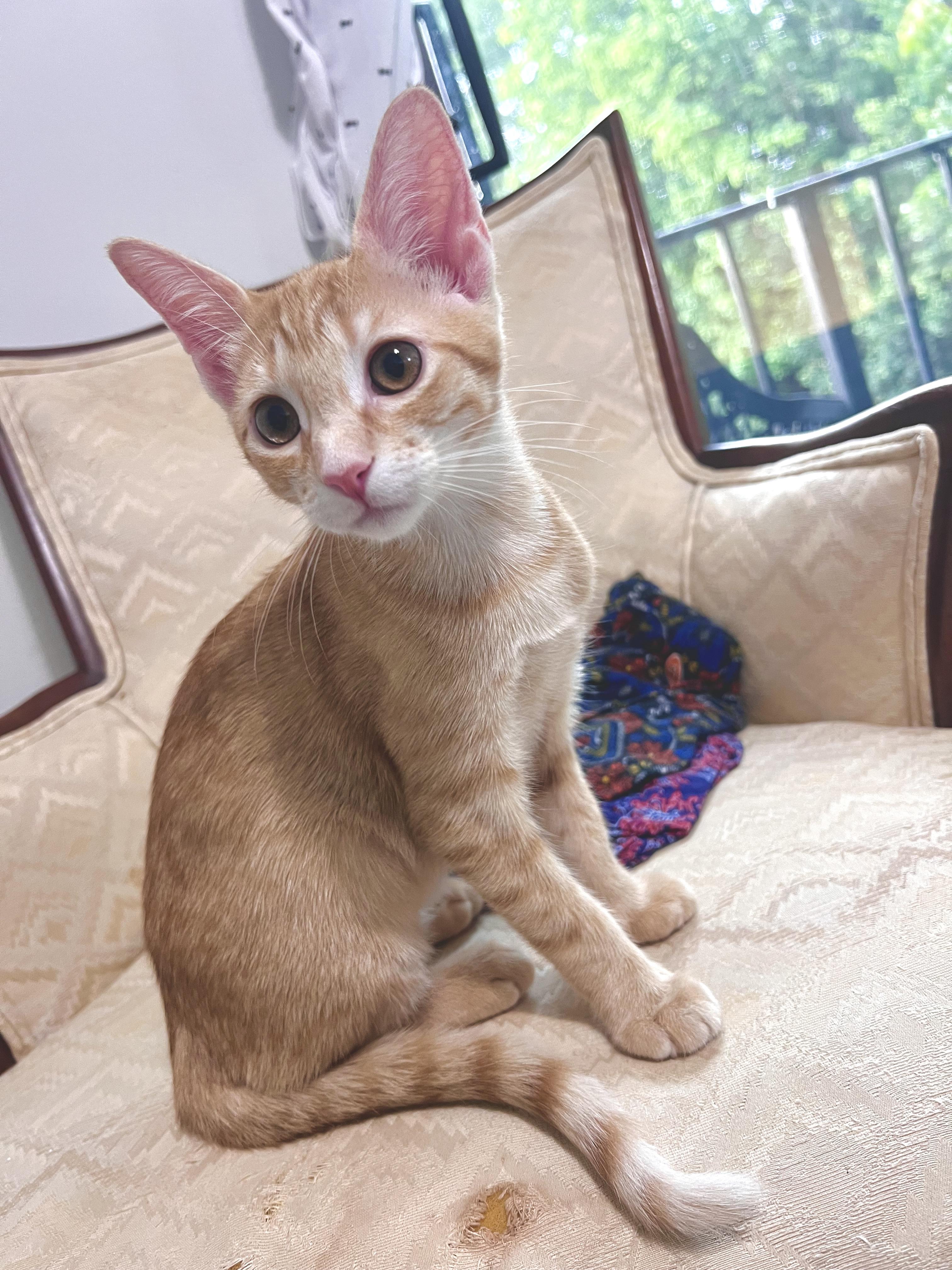 Enlarge Sweet Lychee, an adoptable Tabby in Boca Raton, FL image 1/5