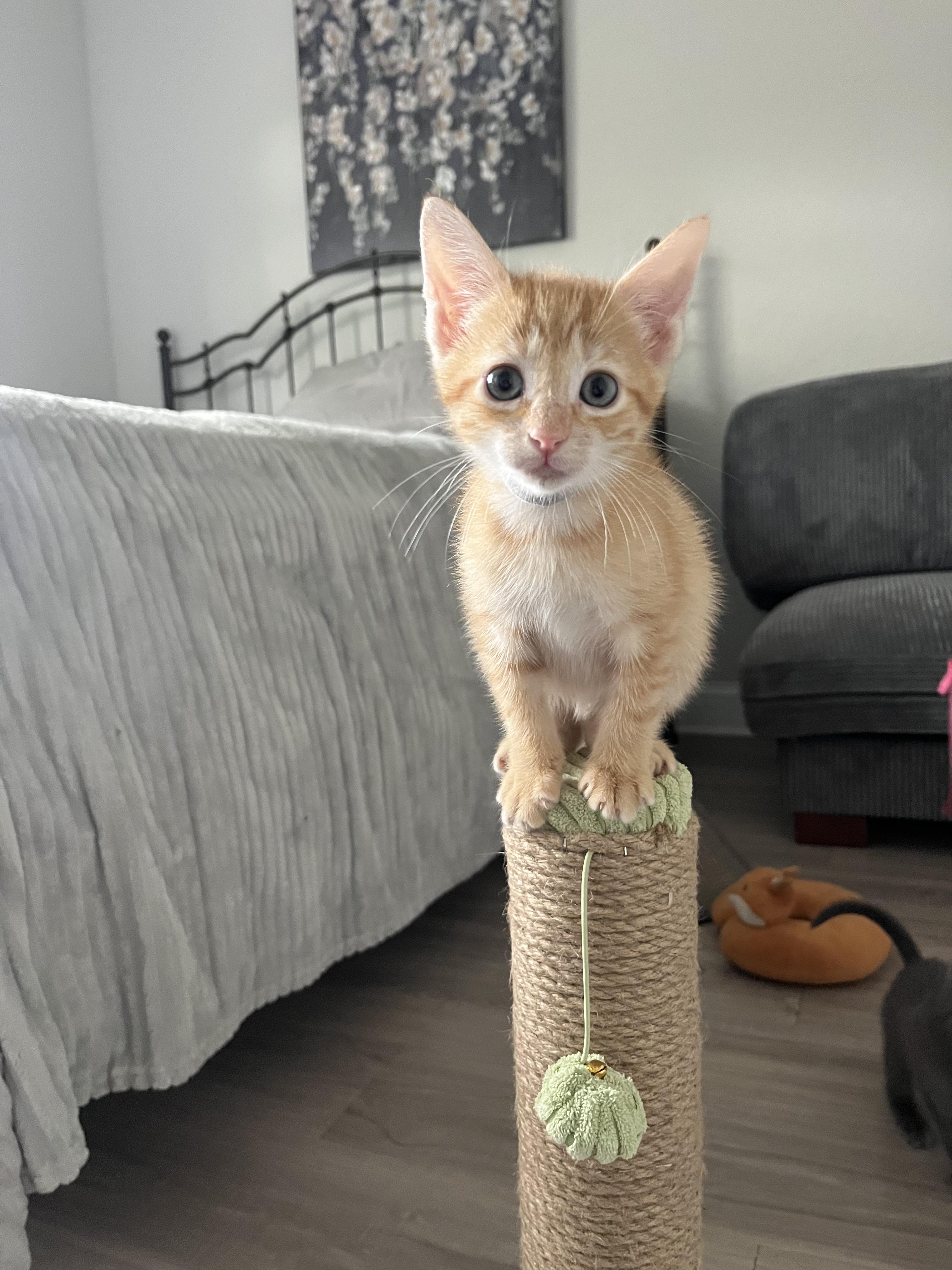 Enlarge Lychee , a ADOPTABLE Tabby in Boca Raton, FL image 3/3