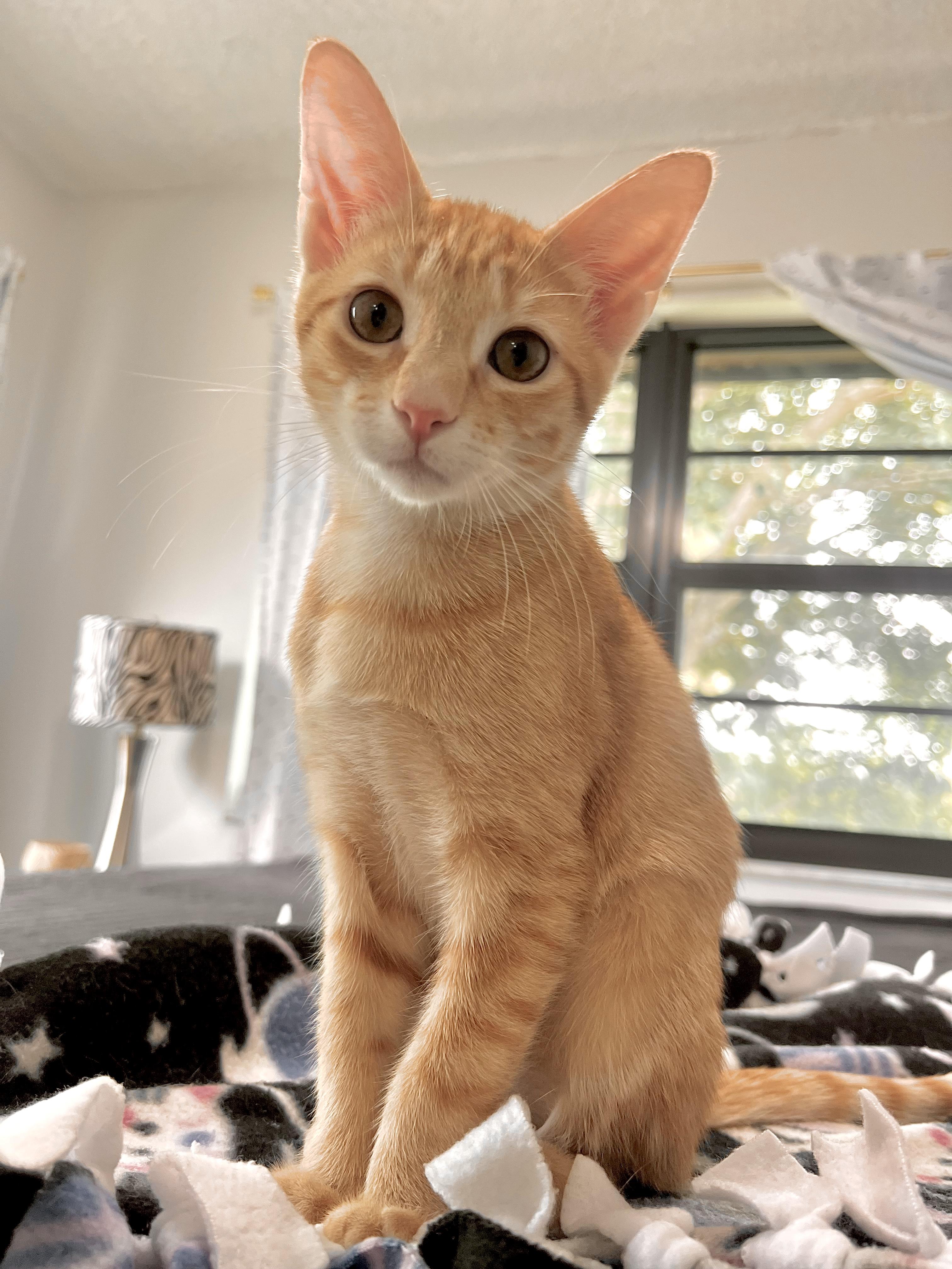 Enlarge Sweet Lychee, an adoptable Tabby in Boca Raton, FL image 3/5