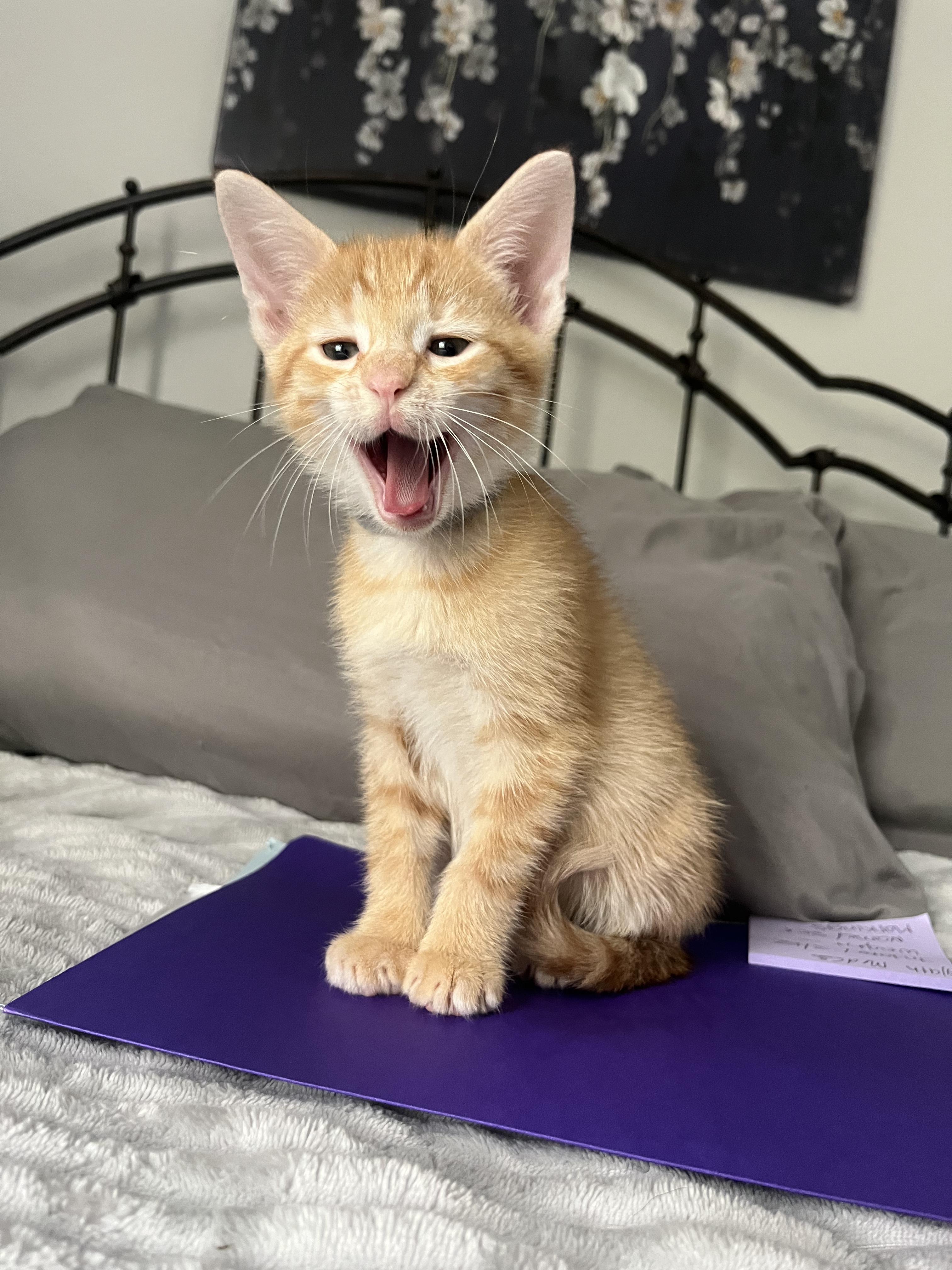 Enlarge Lychee , a ADOPTABLE Tabby in Boca Raton, FL image 2/3