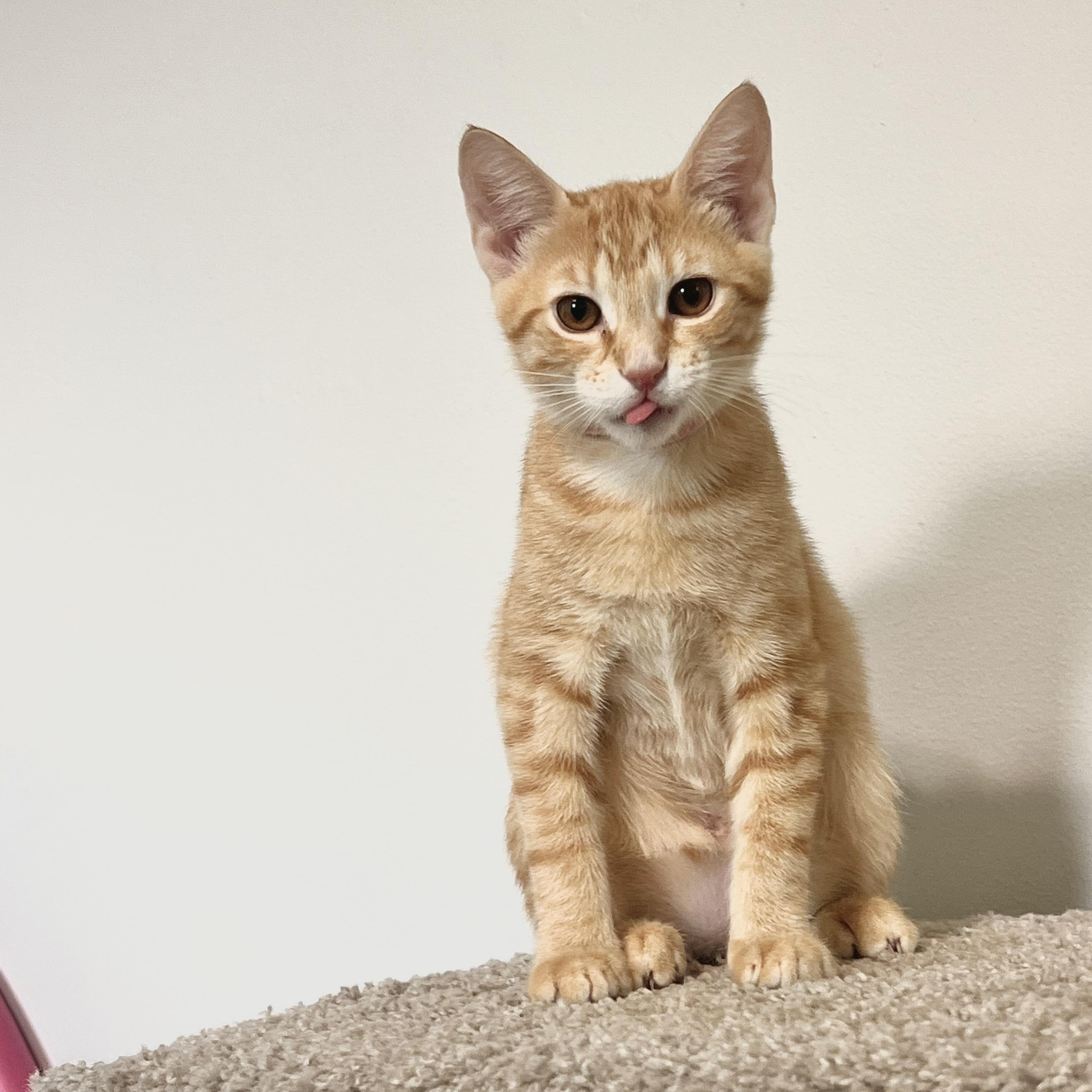 Enlarge Sweet Lychee, a Adoptable Tabby in Boca Raton, FL image 2/5