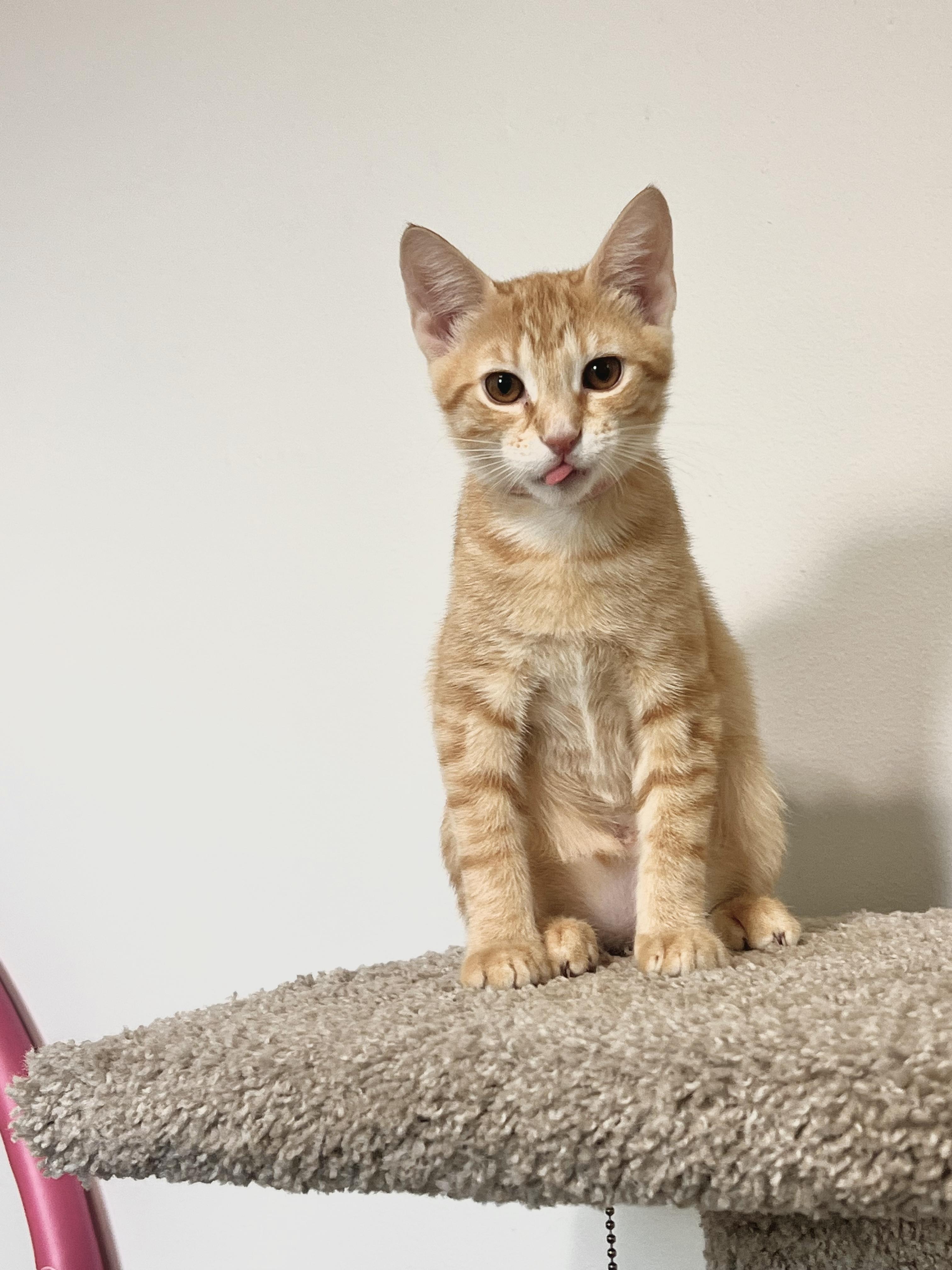 Enlarge Sweet Lychee, an adoptable Tabby in Boca Raton, FL image 4/5