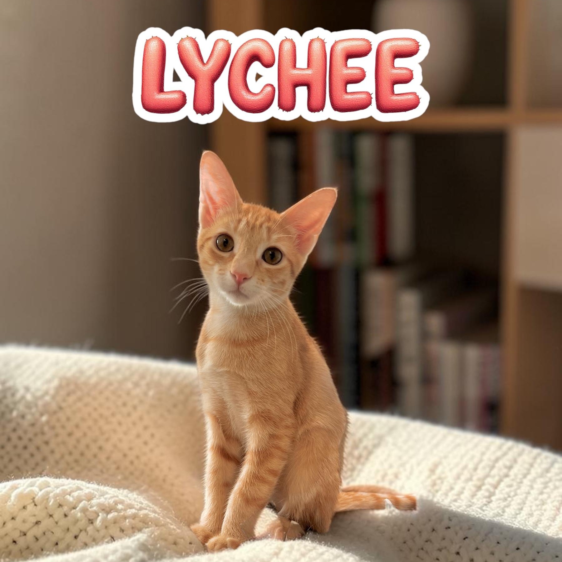 Enlarge Sweet Lychee, a Adoptable Tabby in Boca Raton, FL image 1/5