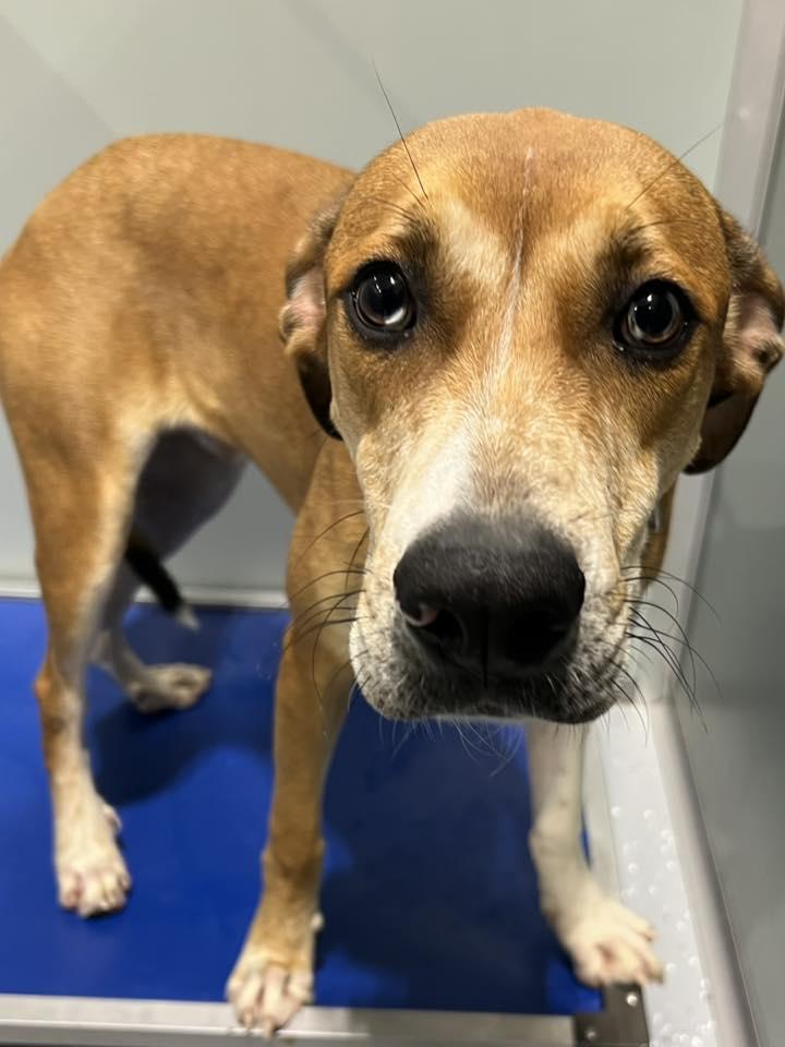 Kane, Adoptable, Young Male Mixed Breed.