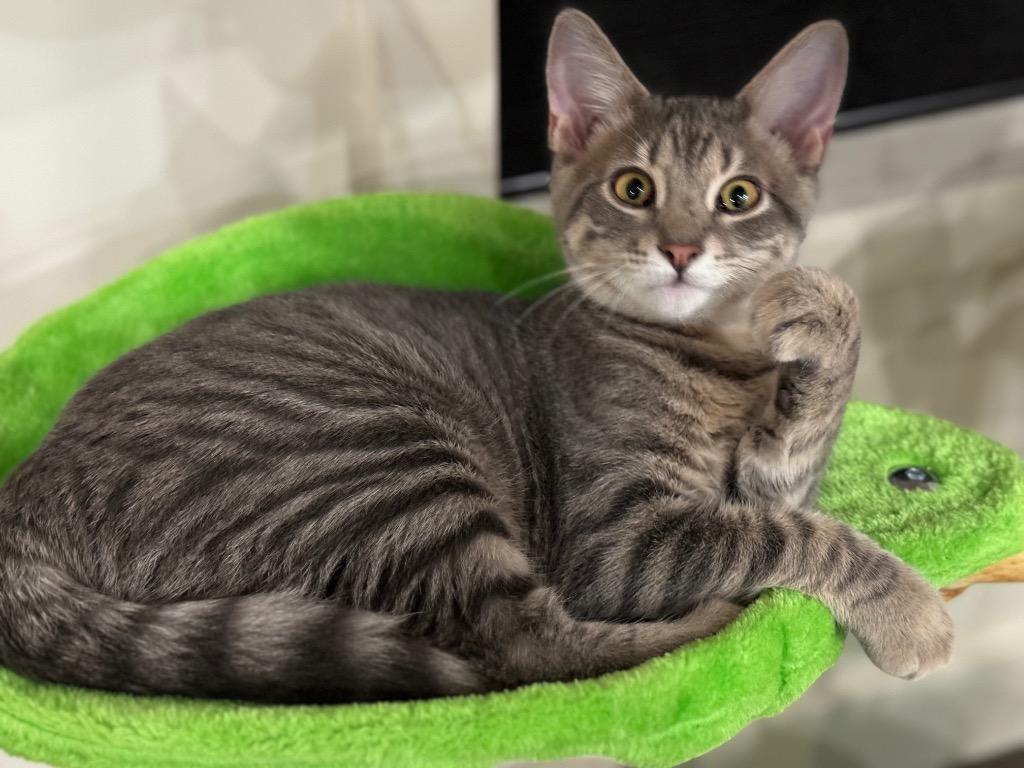 Huey, a Adoptable mixed breed in Brainardsville, NY image 2/3