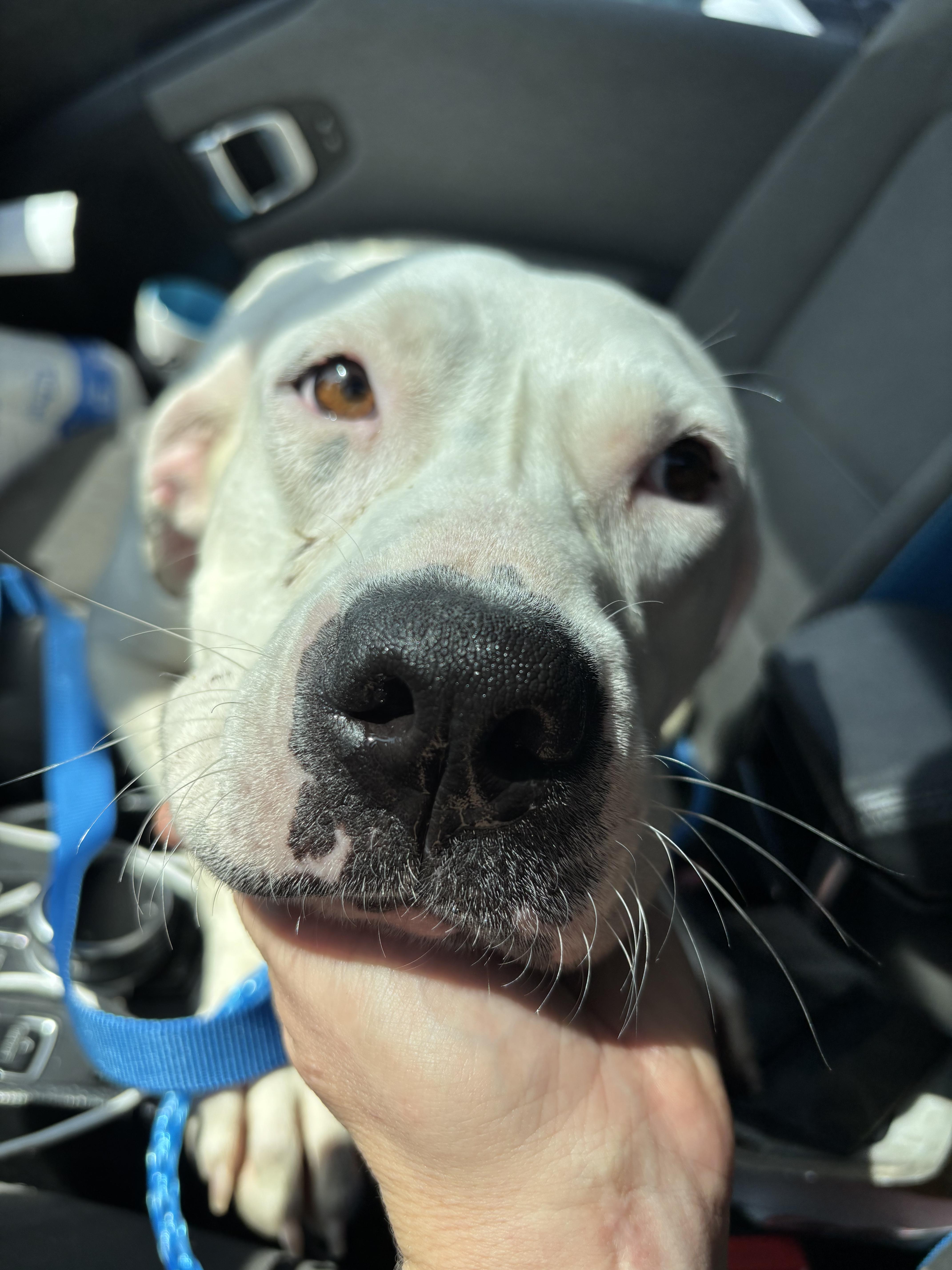 Enlarge Minnie, a Adoptable mixed breed in Athens, TX image 3/6