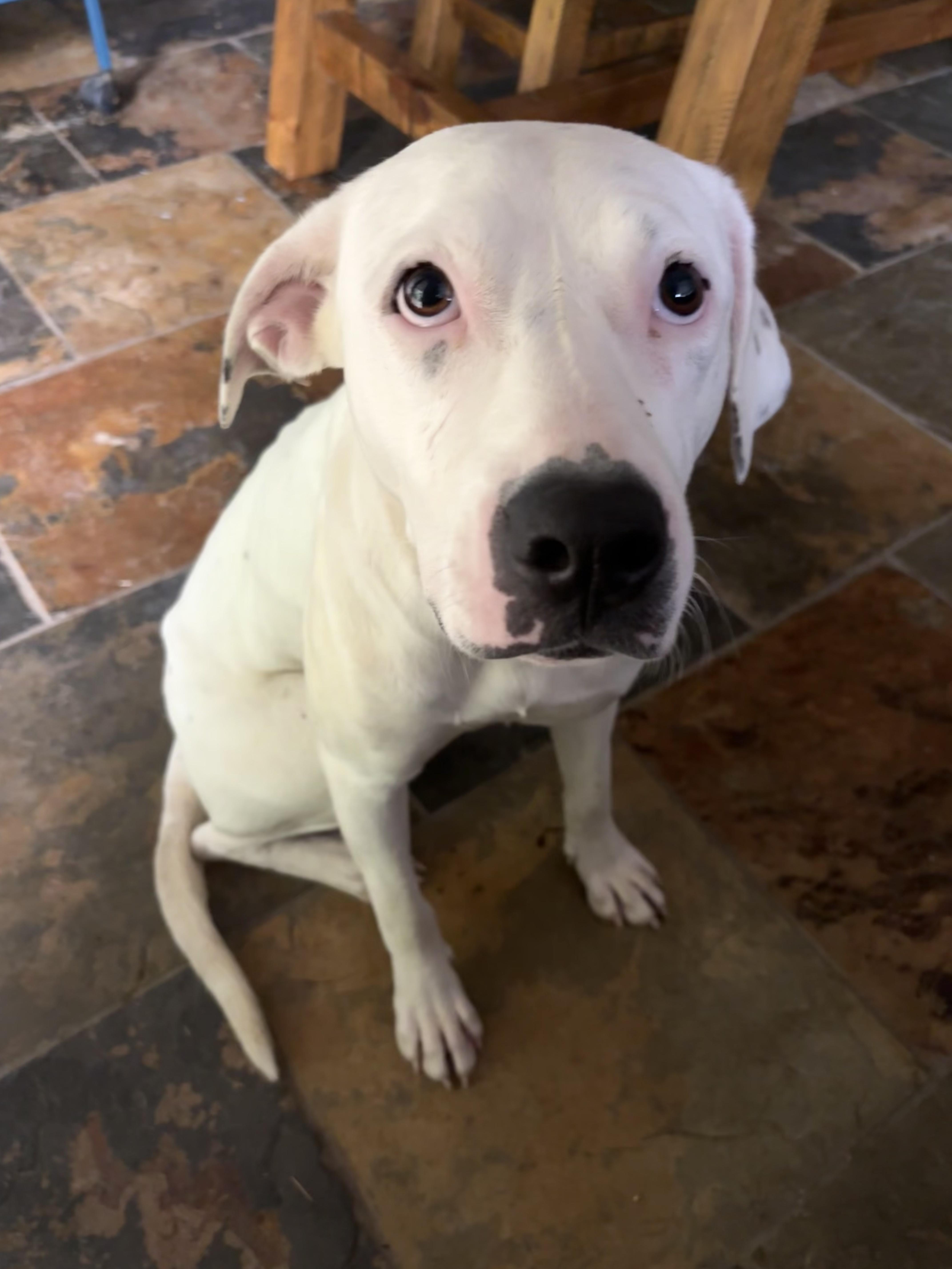 Enlarge Minnie, a Adoptable mixed breed in Athens, TX image 2/6