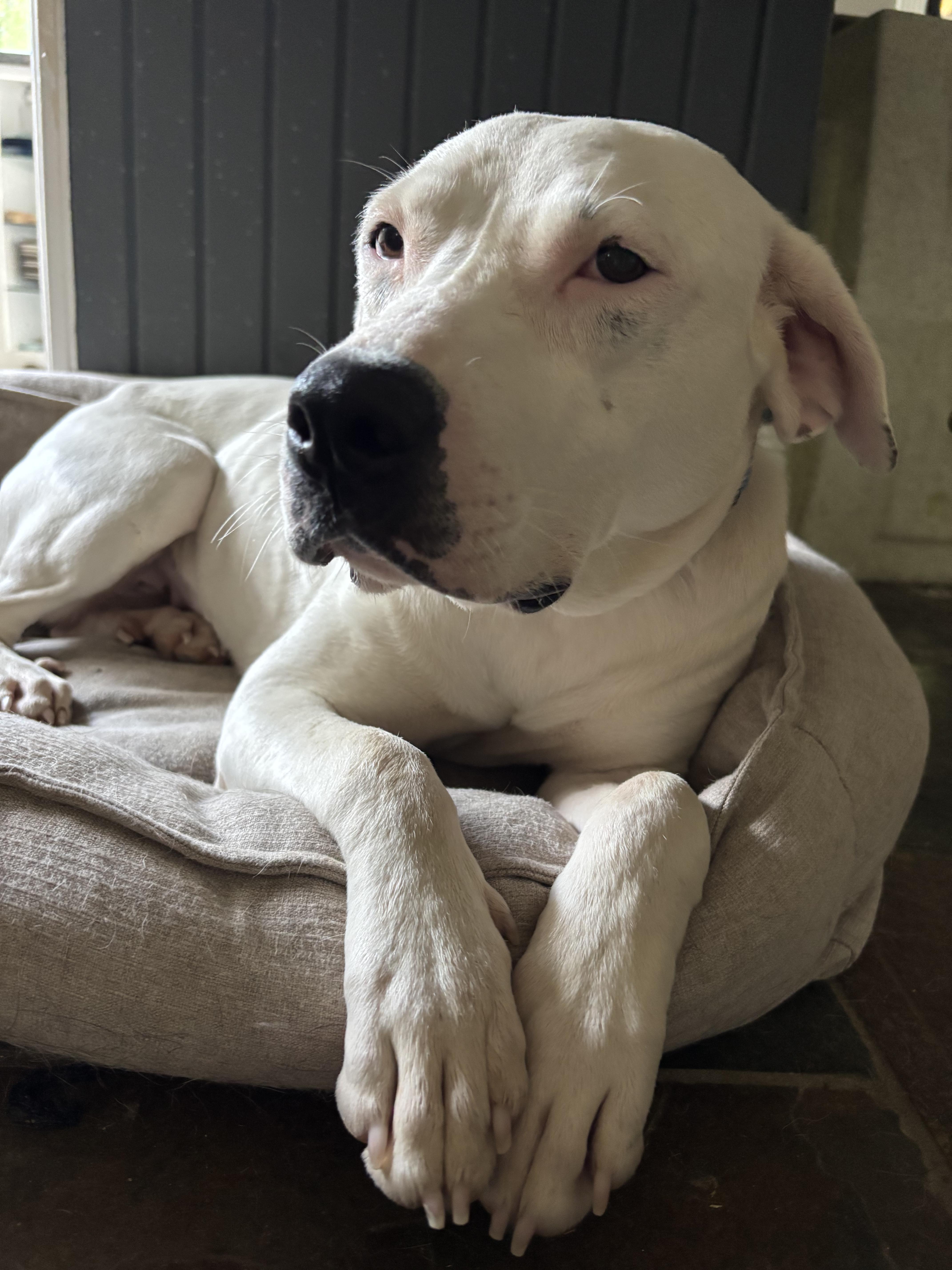 Enlarge Minnie, a Adoptable mixed breed in Athens, TX image 4/6