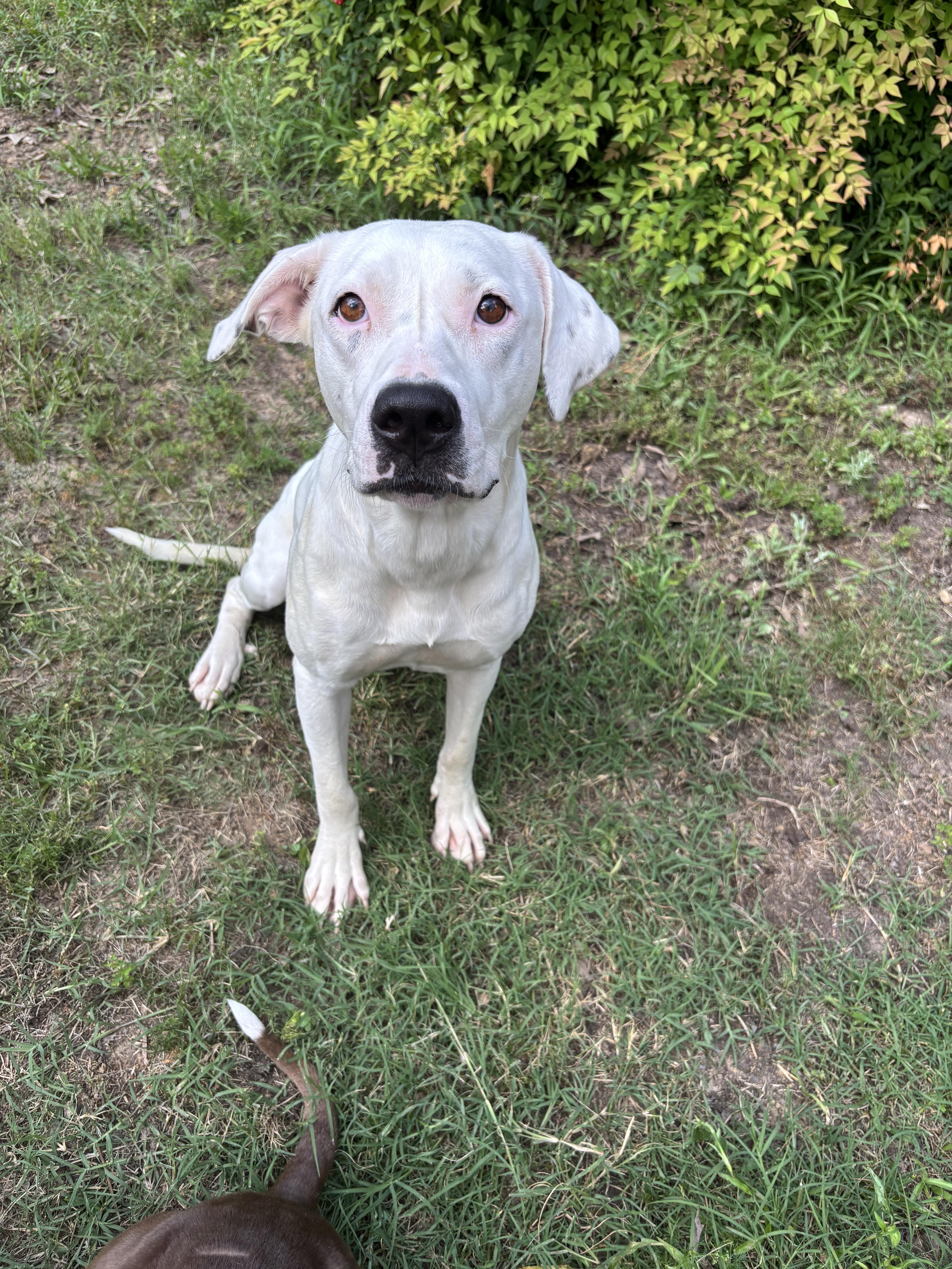 Enlarge Minnie, a Adoptable mixed breed in Athens, TX image 5/6