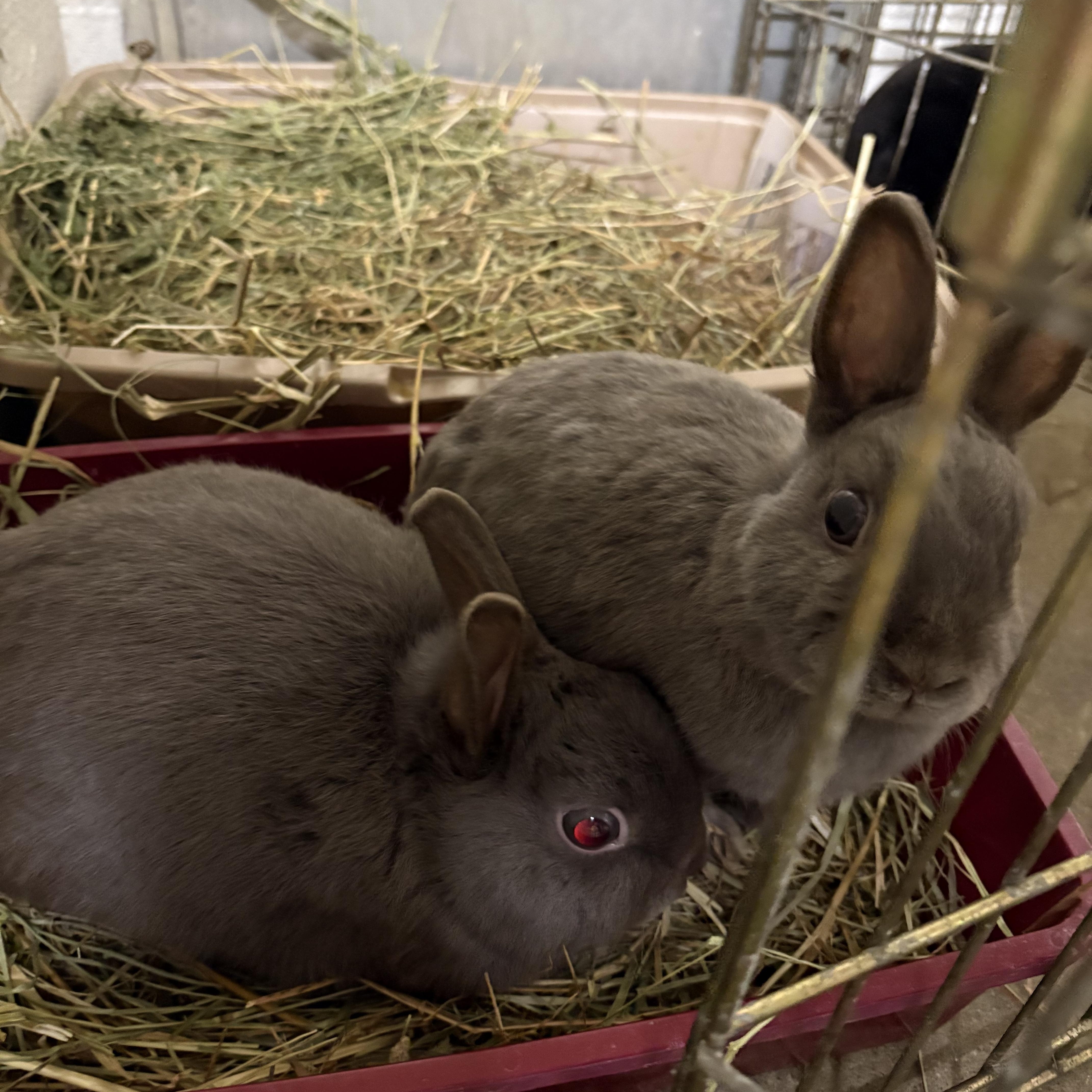 Enlarge Pierogi and Pyza, a ADOPTABLE Polish in Mansfield, CT image 2/2