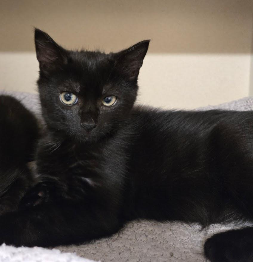 Vann, Adoptable, Kitten Male Domestic Short Hair.