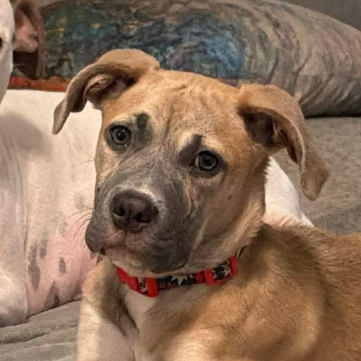 Little Mango (20260803-01), adopted, Puppy Female Bulldog & Labrador Retriever.