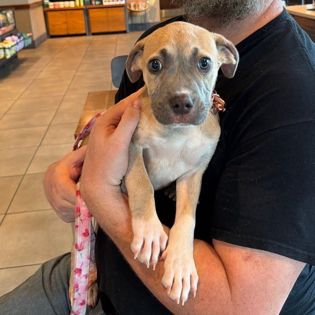 Little Mango (20260803-01), an adopted mixed breed in Niagara Falls, NY image 2/4