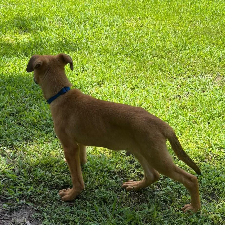 Little Mango (20260803-01), an adopted mixed breed in Niagara Falls, NY image 3/4