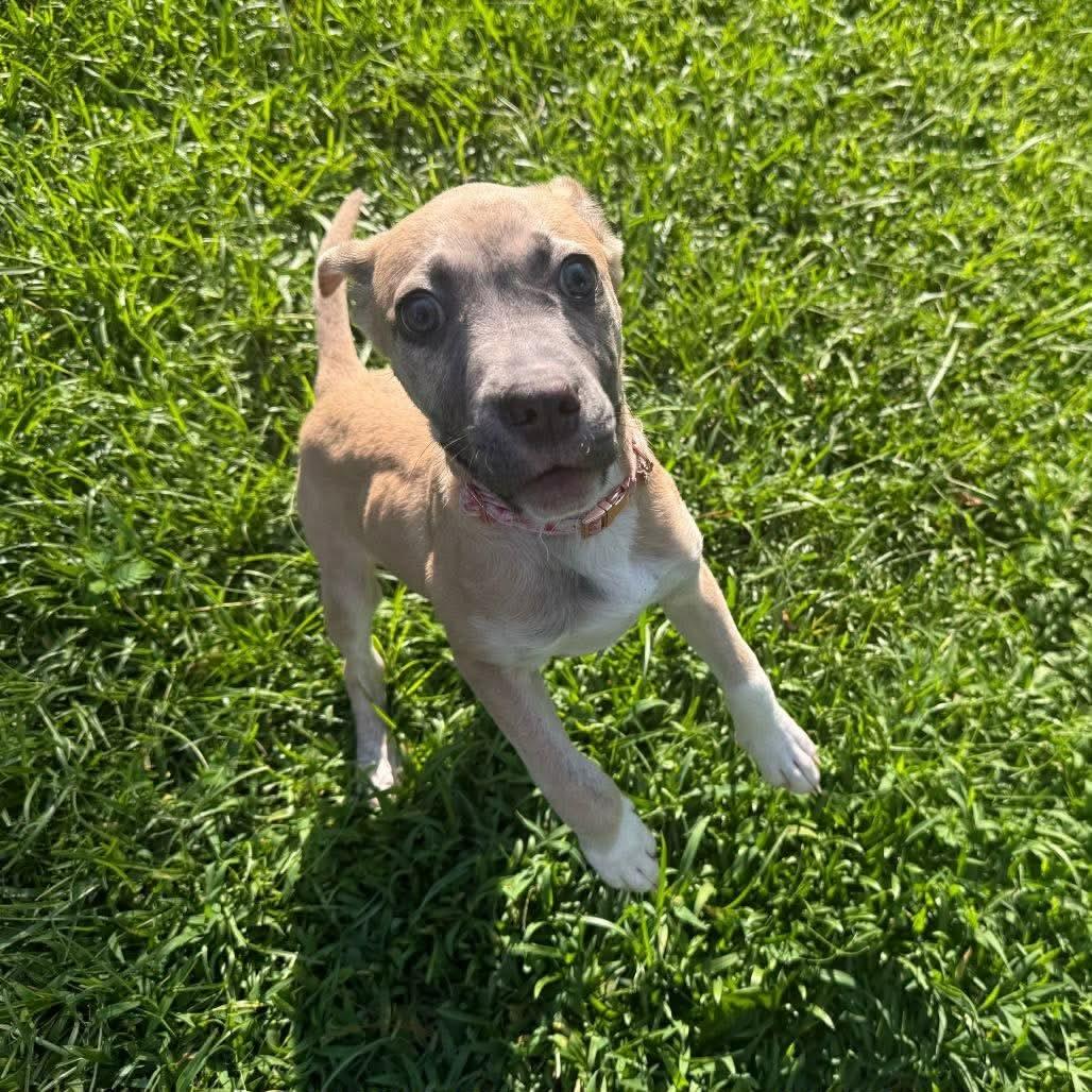 Little Mango (20260803-01), an adopted mixed breed in Niagara Falls, NY image 4/4