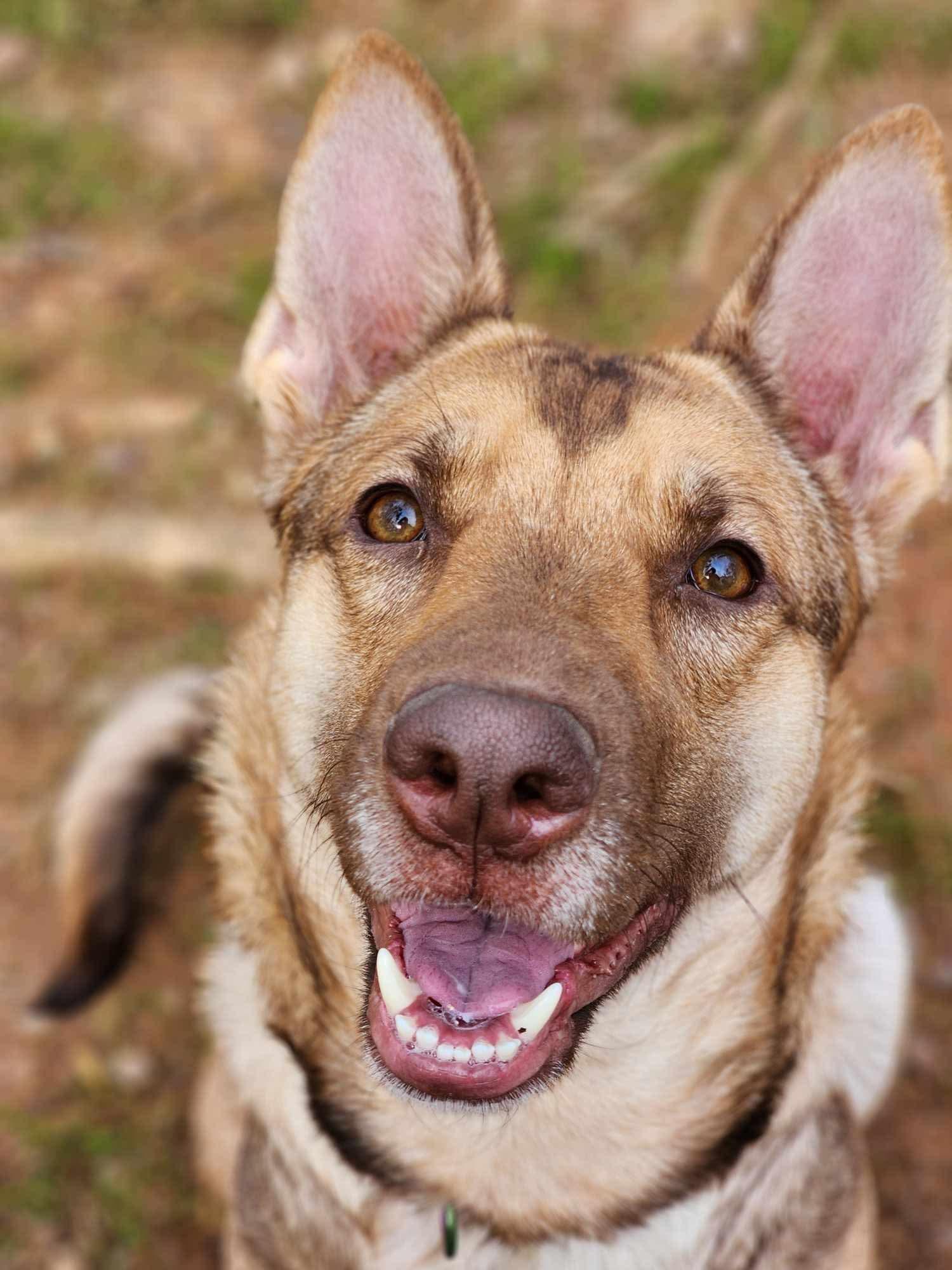 Enlarge Freya, an adoptable German Shepherd Dog in Roswell, GA image 1/1